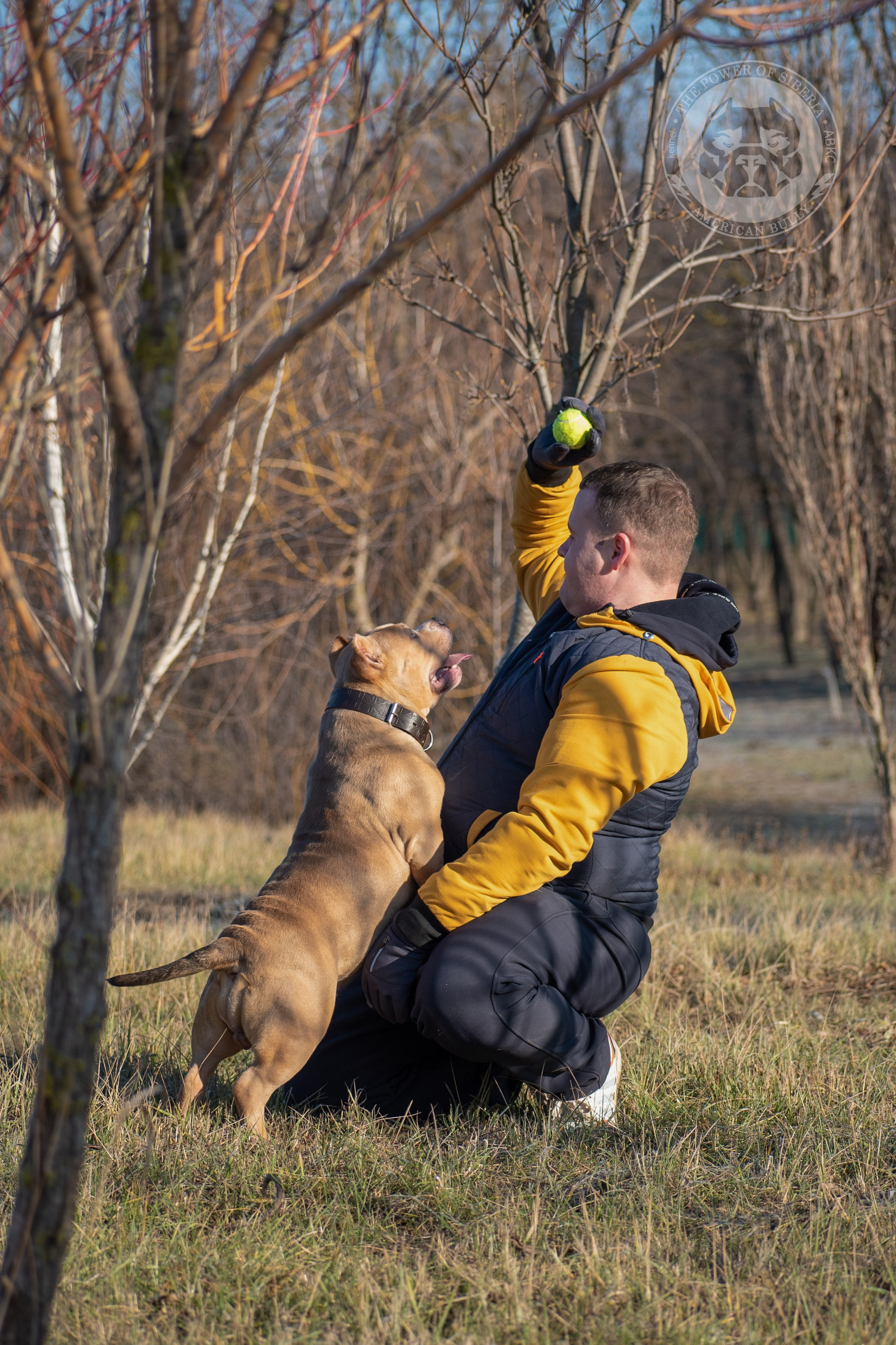 продажа щенков American Bully в Сургуте