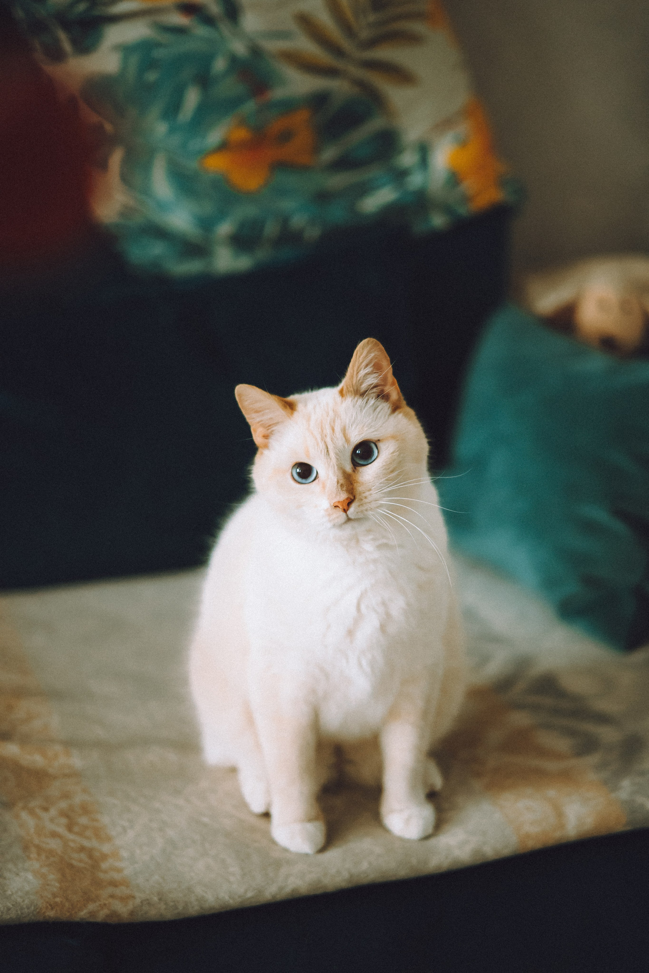 Топик и его семья