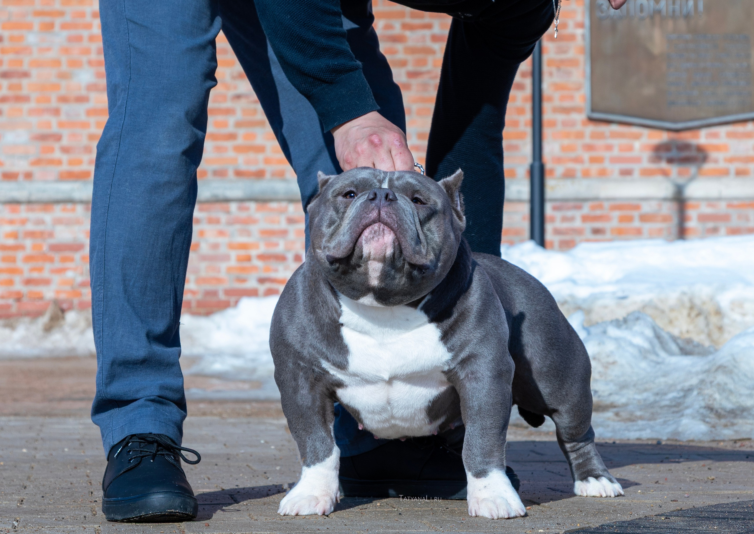 Американский булли. Фотограф — анималист Татьяна Ли