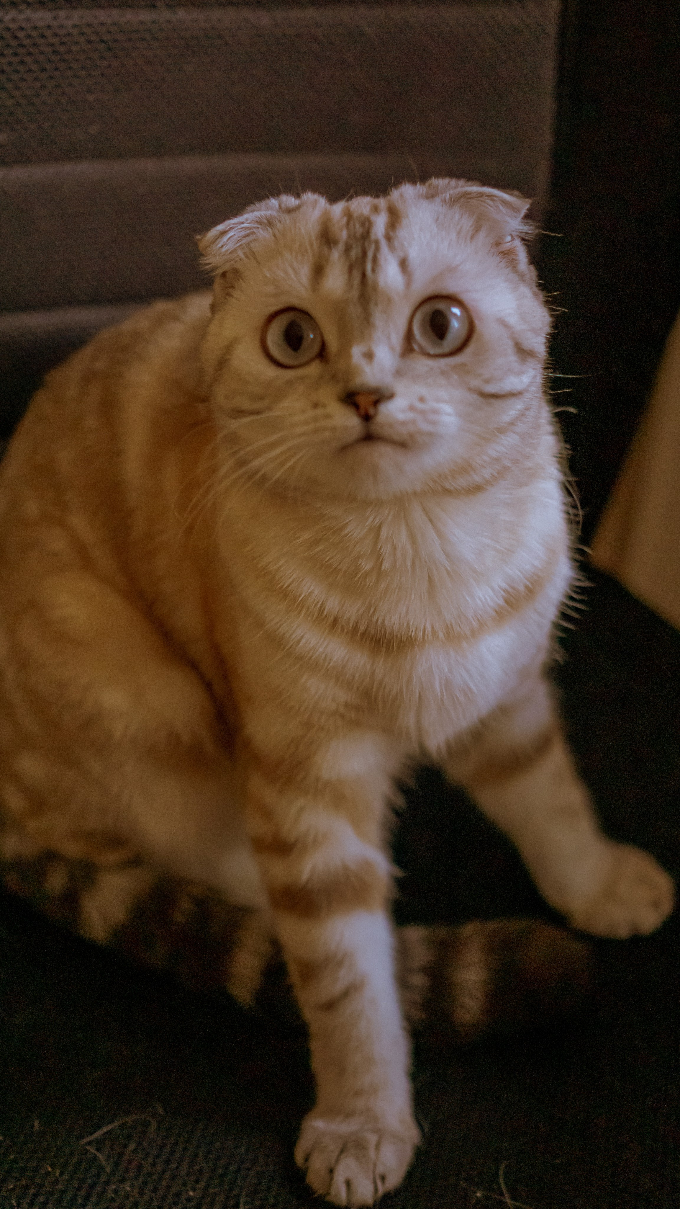 Ария. Фотограф в Кстово и Нижнем Новгороде KOLOSOK