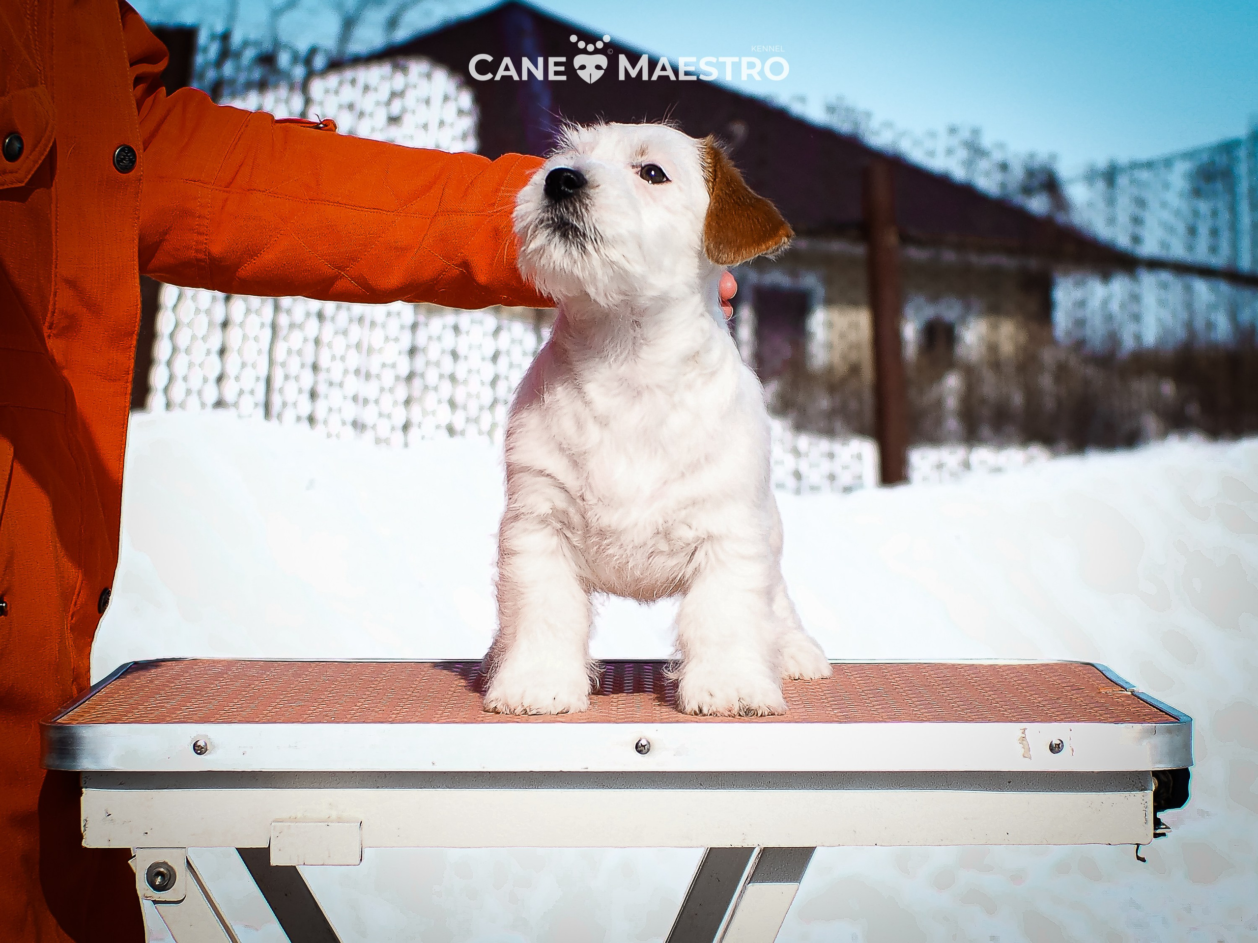 КОБ_Б_МОНОКЛЬ. CANE MAESTRO — kennel Jack Russell Terrier