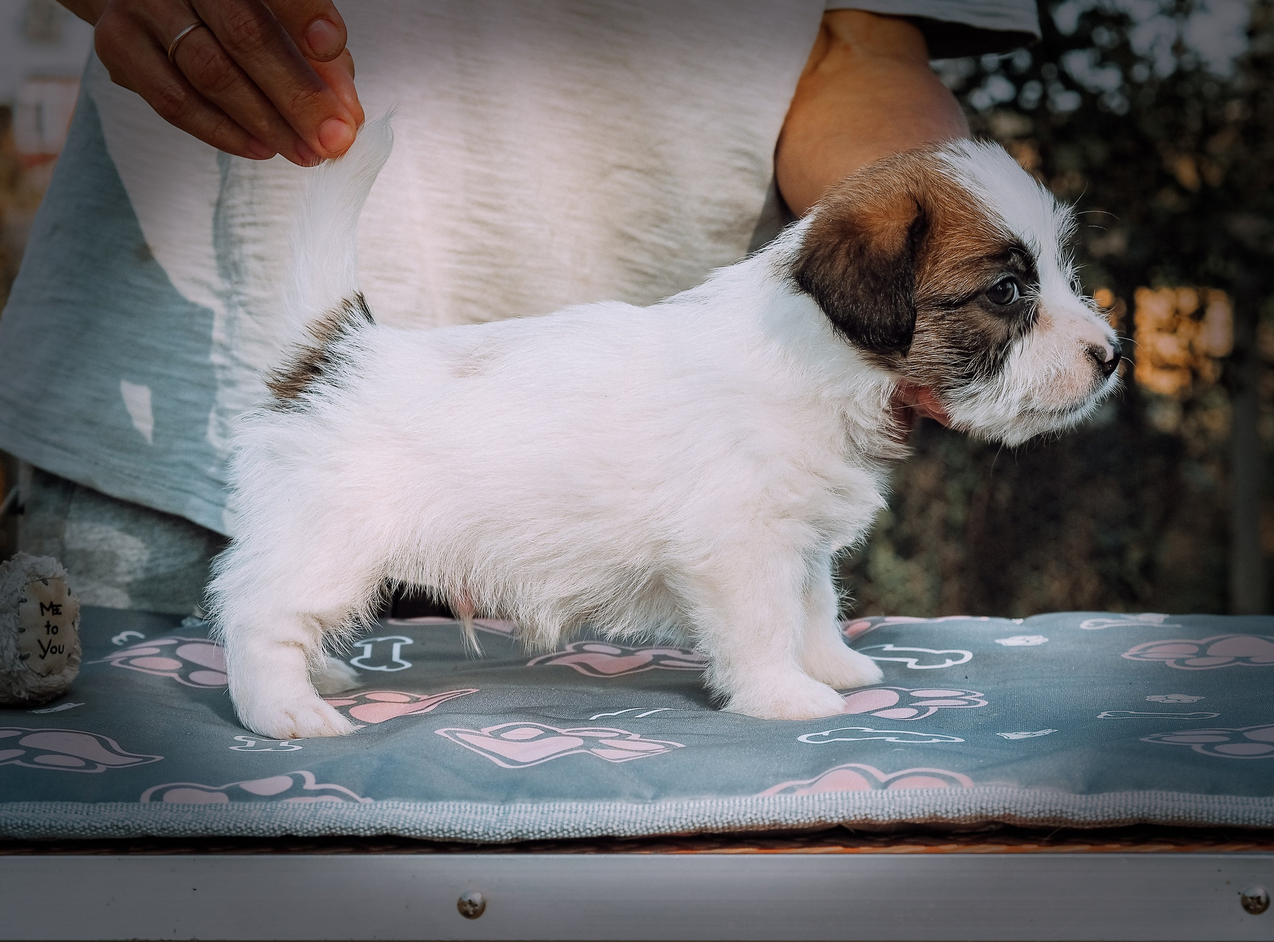 X_MAL_3_БРЫЖ. CANE MAESTRO — kennel Jack Russell Terrier