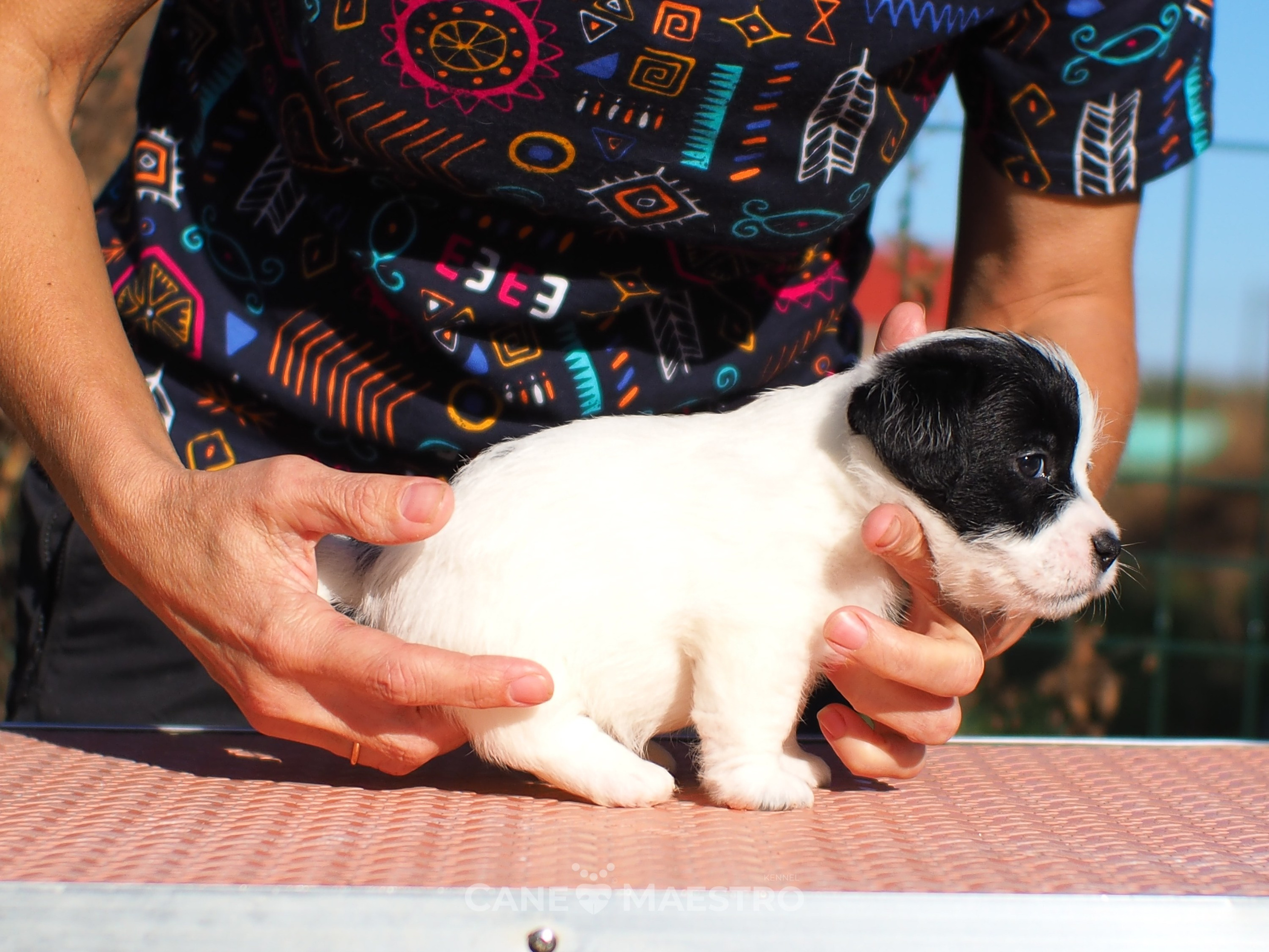 КОБ_Z_2_BLACK_27_08_2025. CANE MAESTRO — kennel Jack Russell Terrier