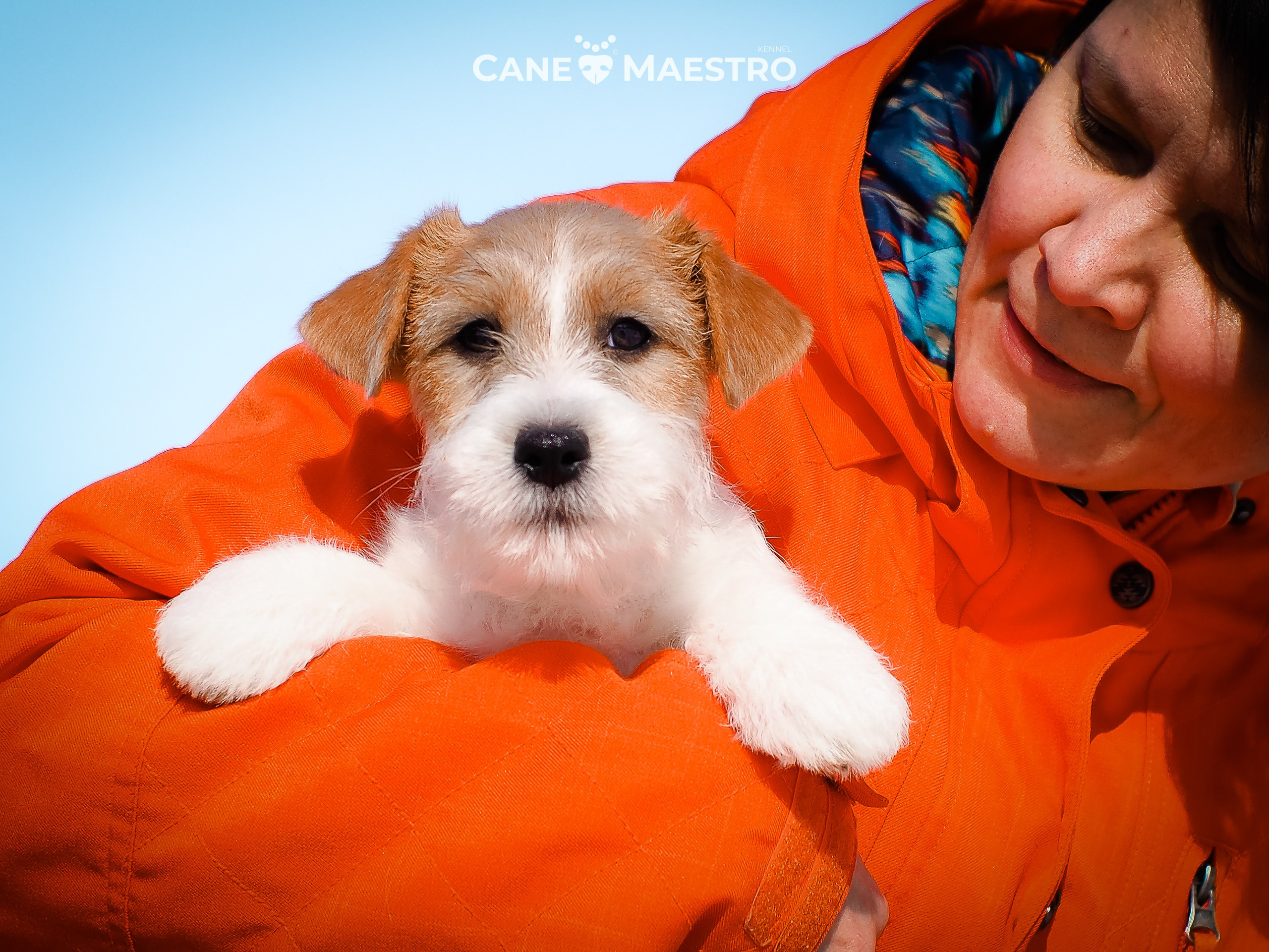 КОБ_2_Б_21_01_25. CANE MAESTRO — kennel Jack Russell Terrier