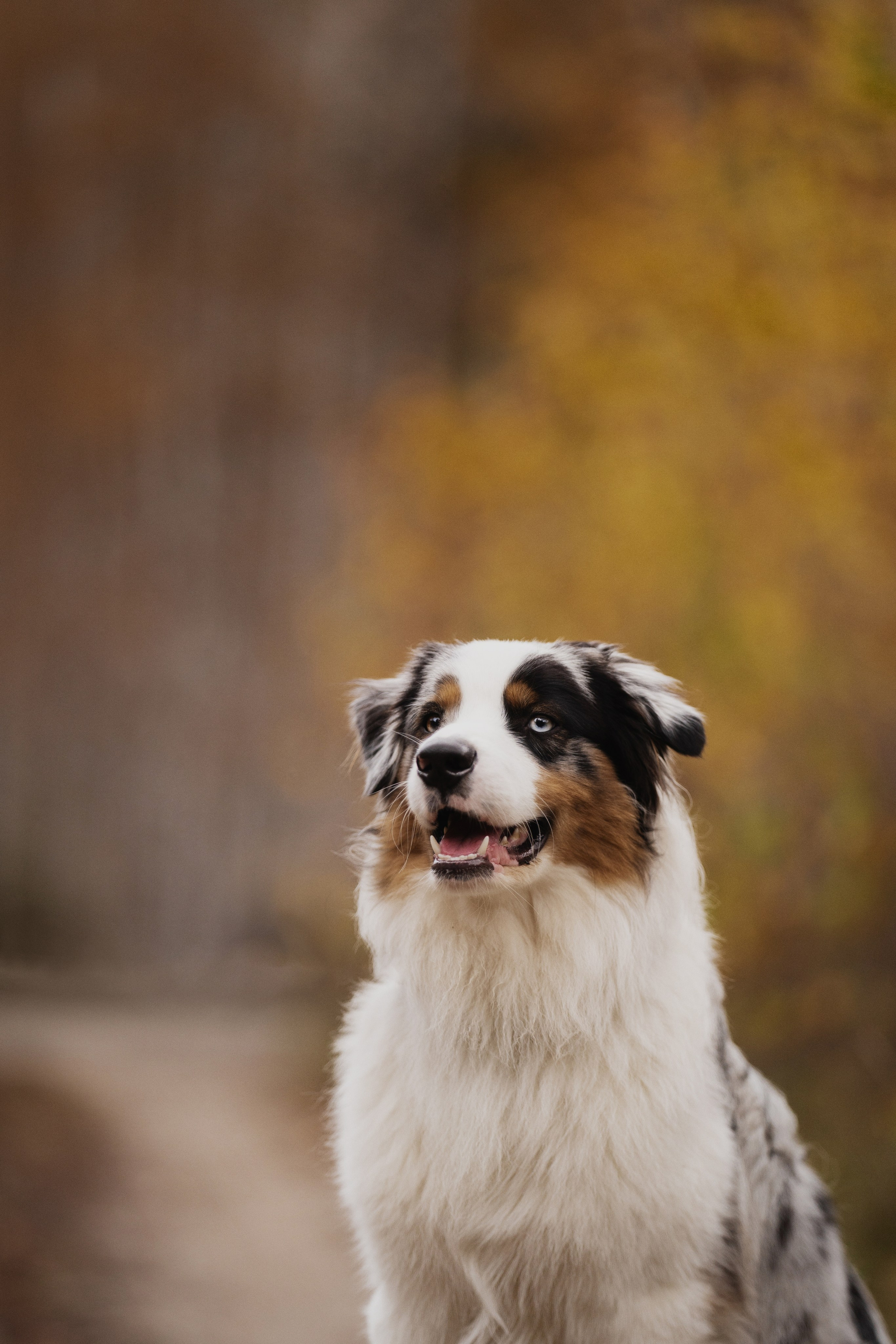 Татьяна + Бейли (история дружбы). Kameramotor74