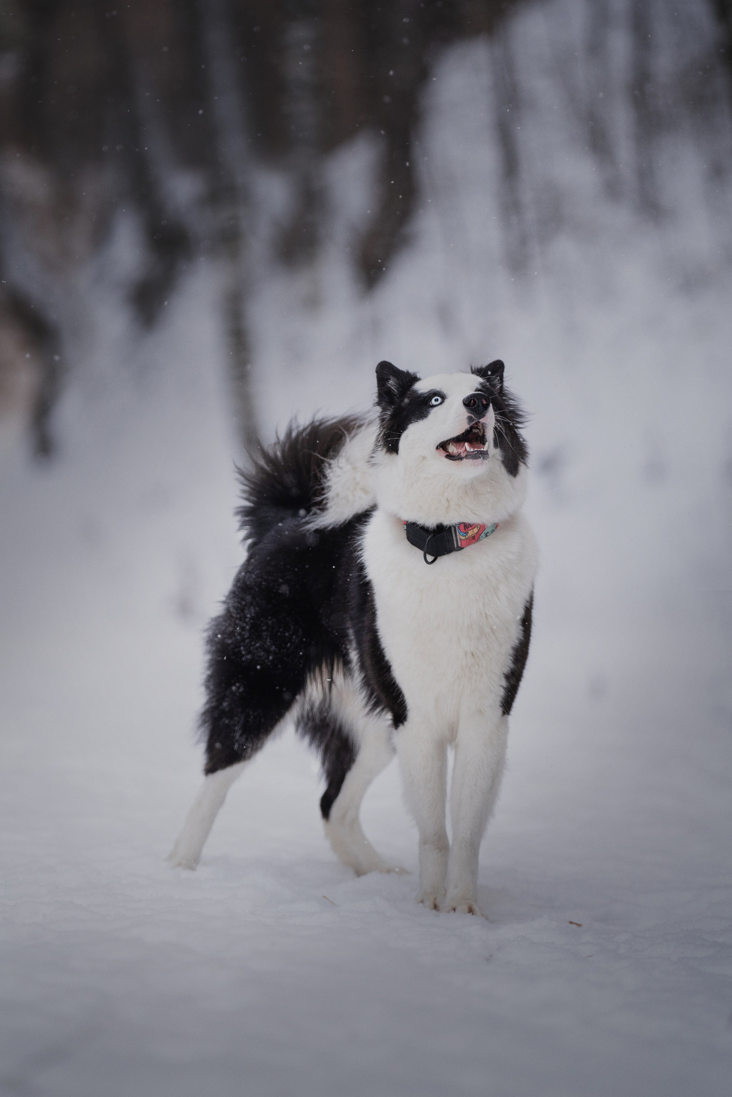 Ликер. Kameramotor74