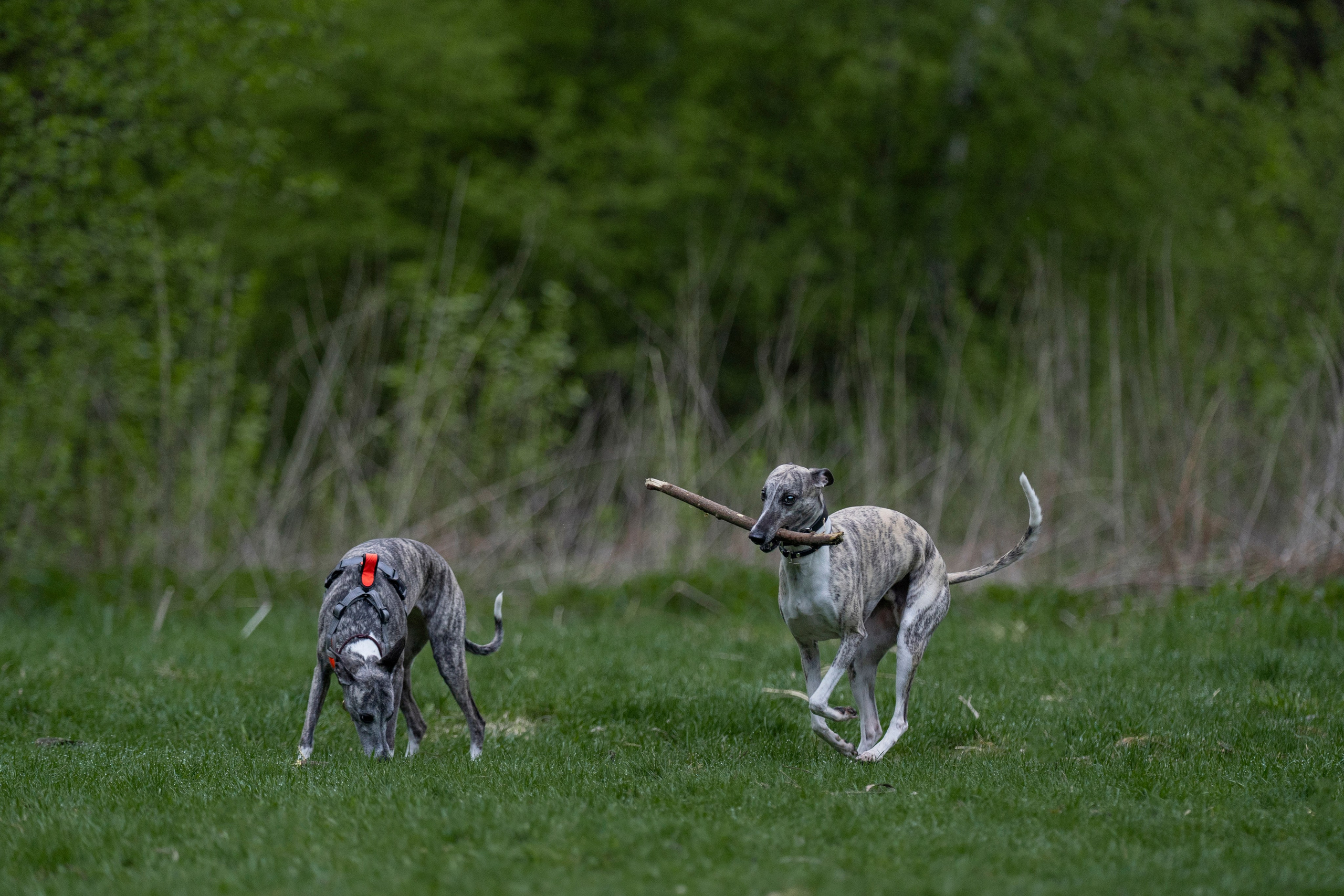 Ольга и ее красивые собаки. Kameramotor74