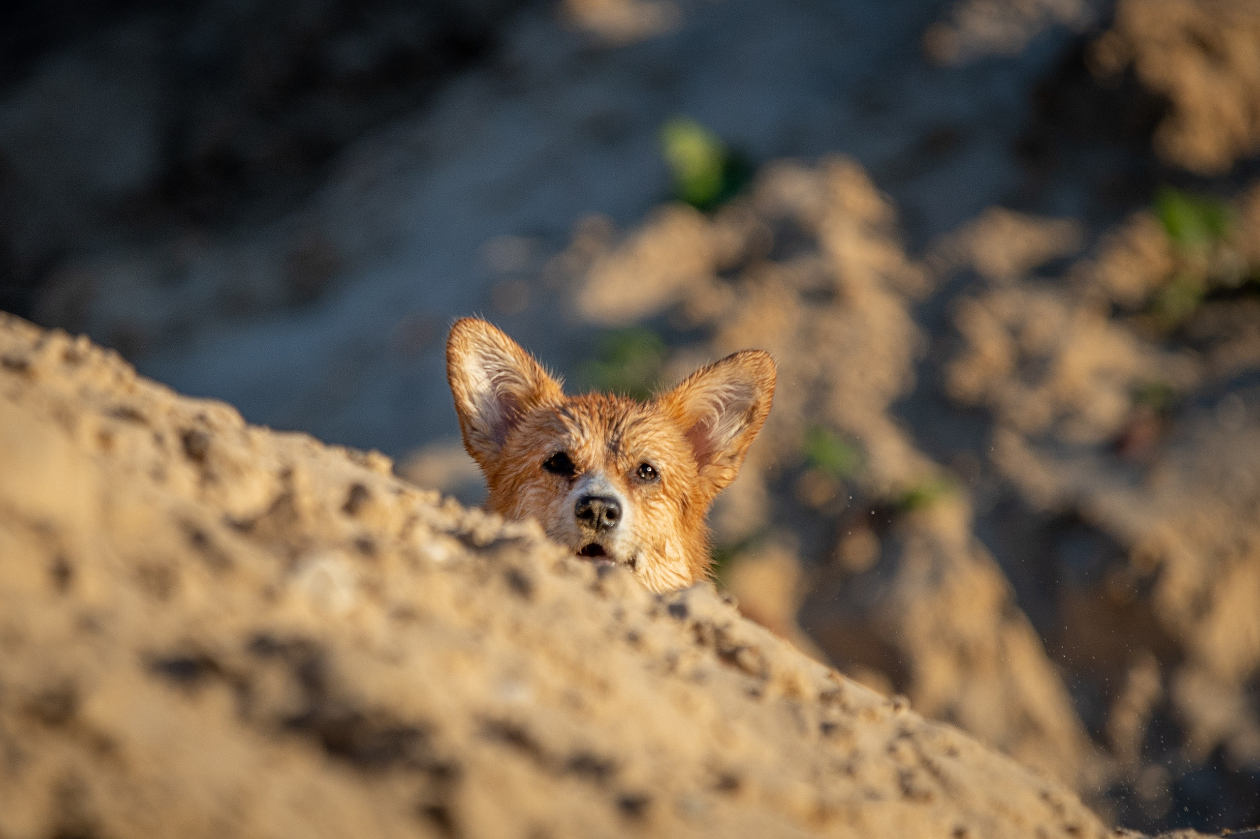Рассвет. Фотограф-анималист Александра Шеремет