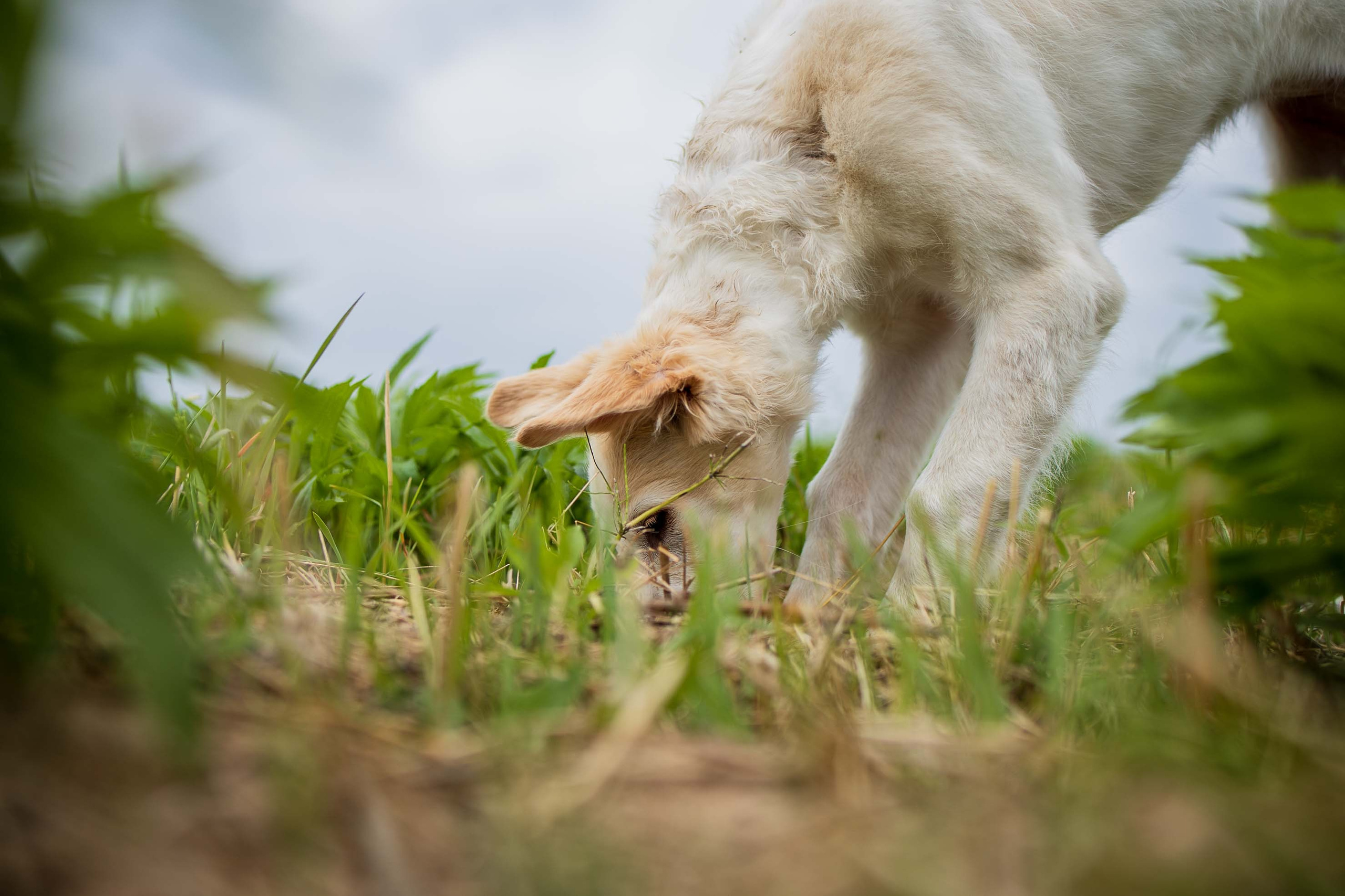РПБ. Фотограф-анималист Александра Шеремет