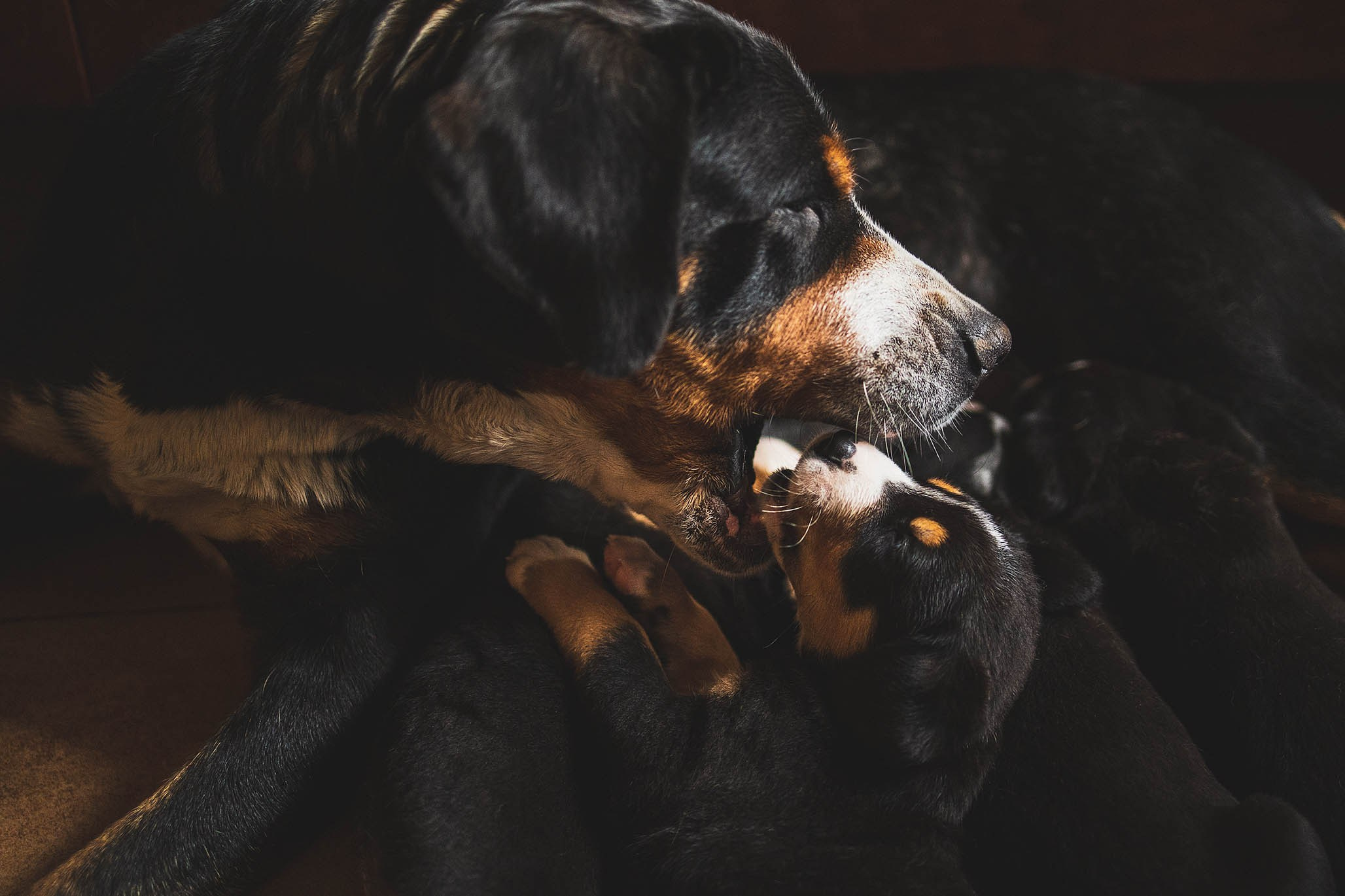 Гроссики. Фотограф-анималист Александра Шеремет