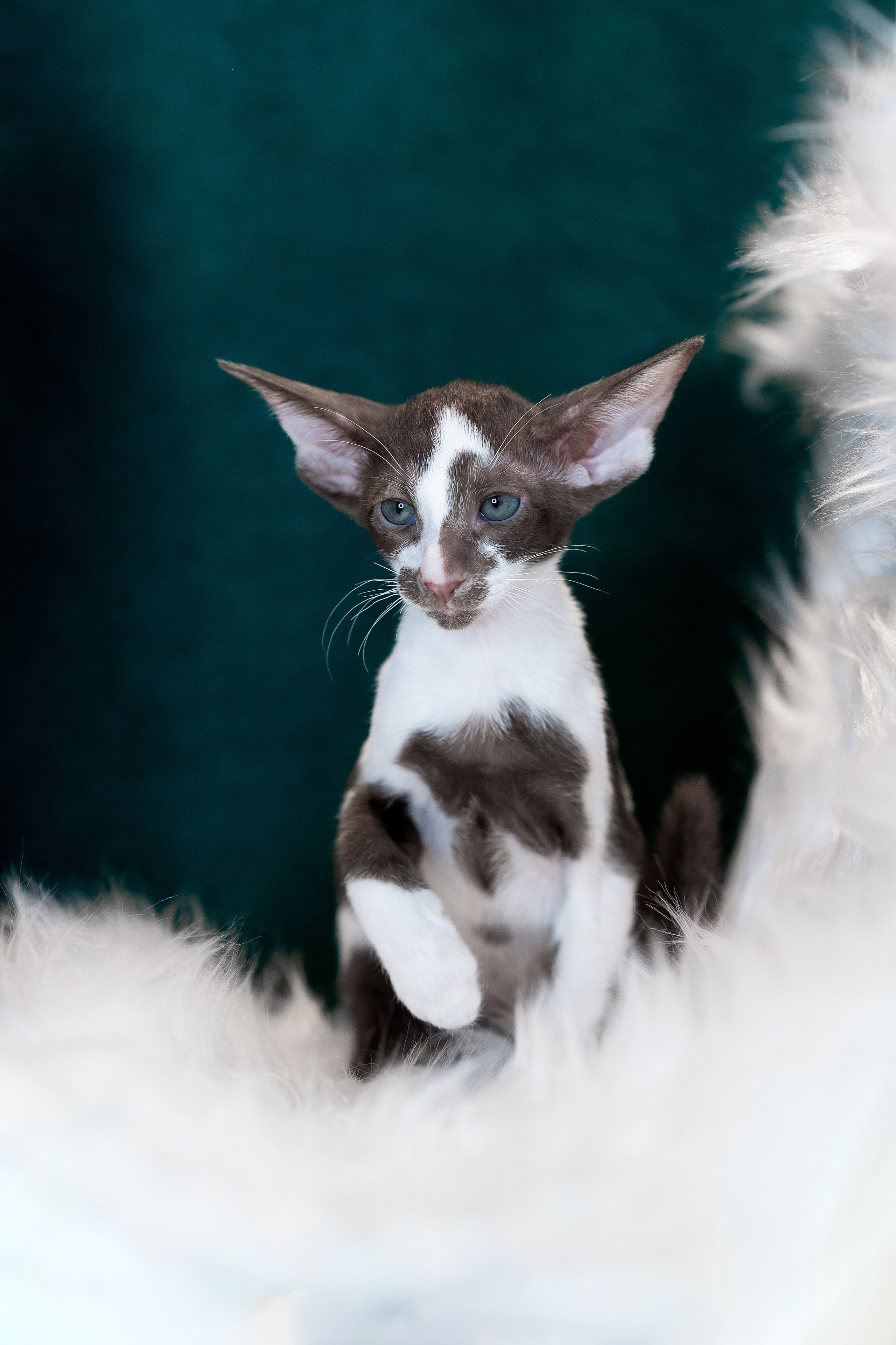 Заводчик Юлия Панова. Творческий фотограф Вологда