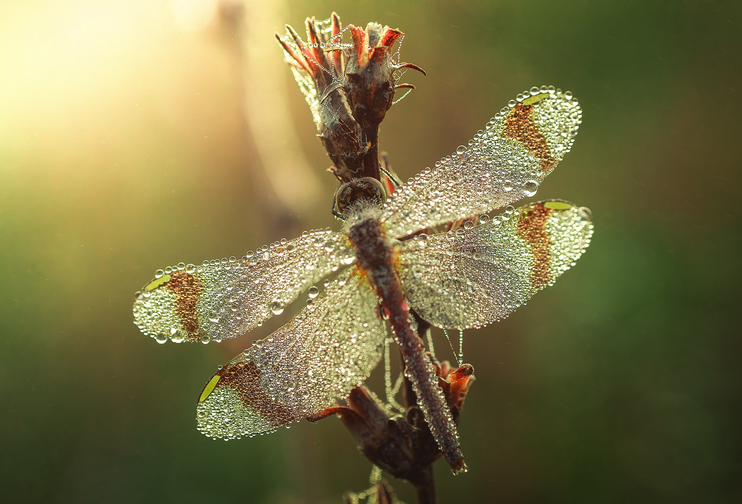 Макрофото. Николай Брытков — фотограф в Туле