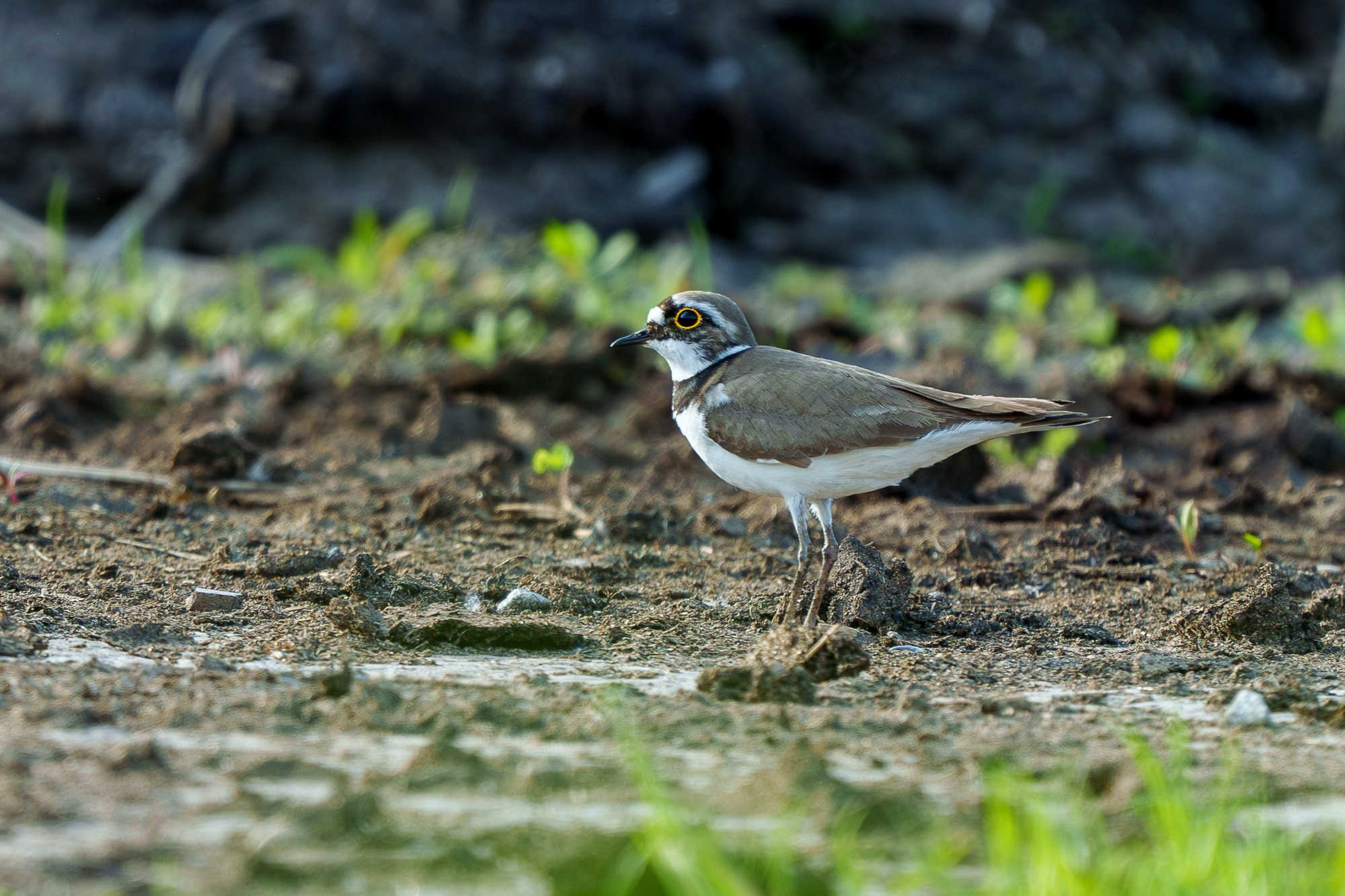 Удивительные мир птиц. Вокруг нас столько прекрасного — присмотритесь!. Ваш личный фотограф Марина Волкова