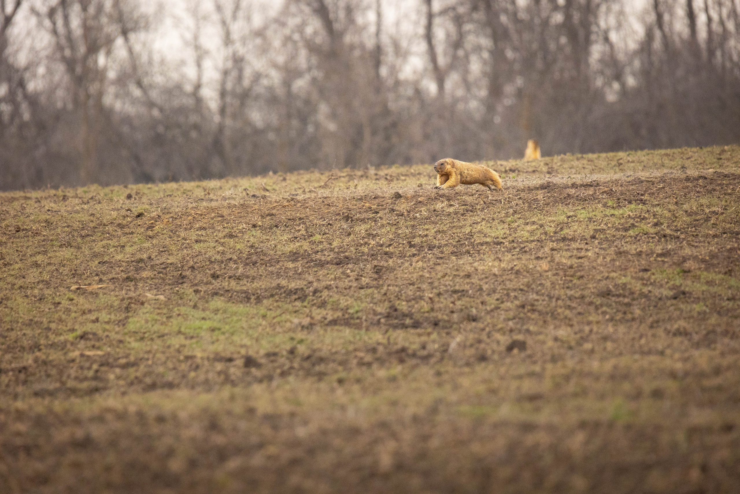 Дикий животный мир. Фотограф-АниМалист Анна Абрамова