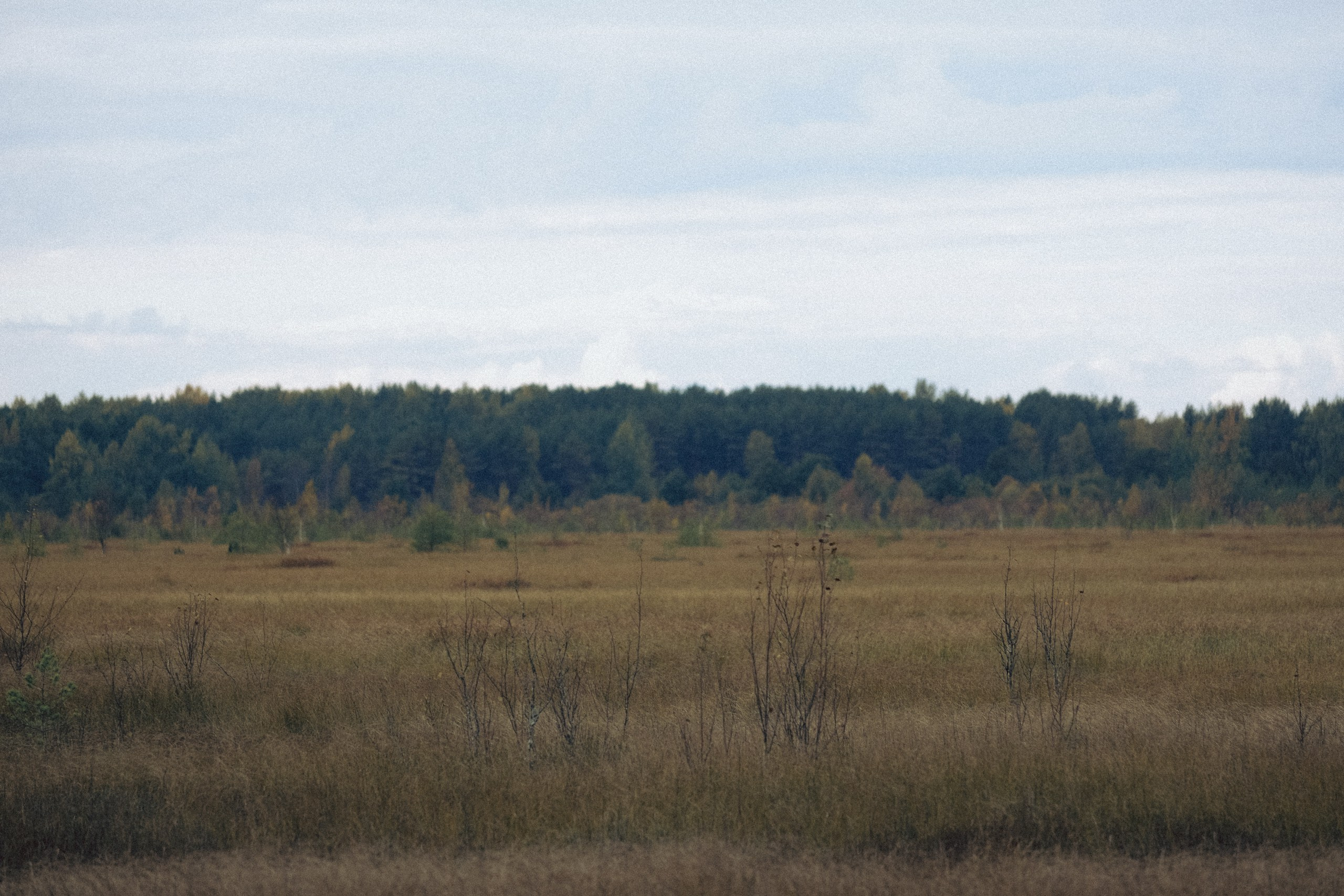 Осеняя прогулка. Профессиональный фотограф, Санкт-Петербург — Виктория Богомолова
