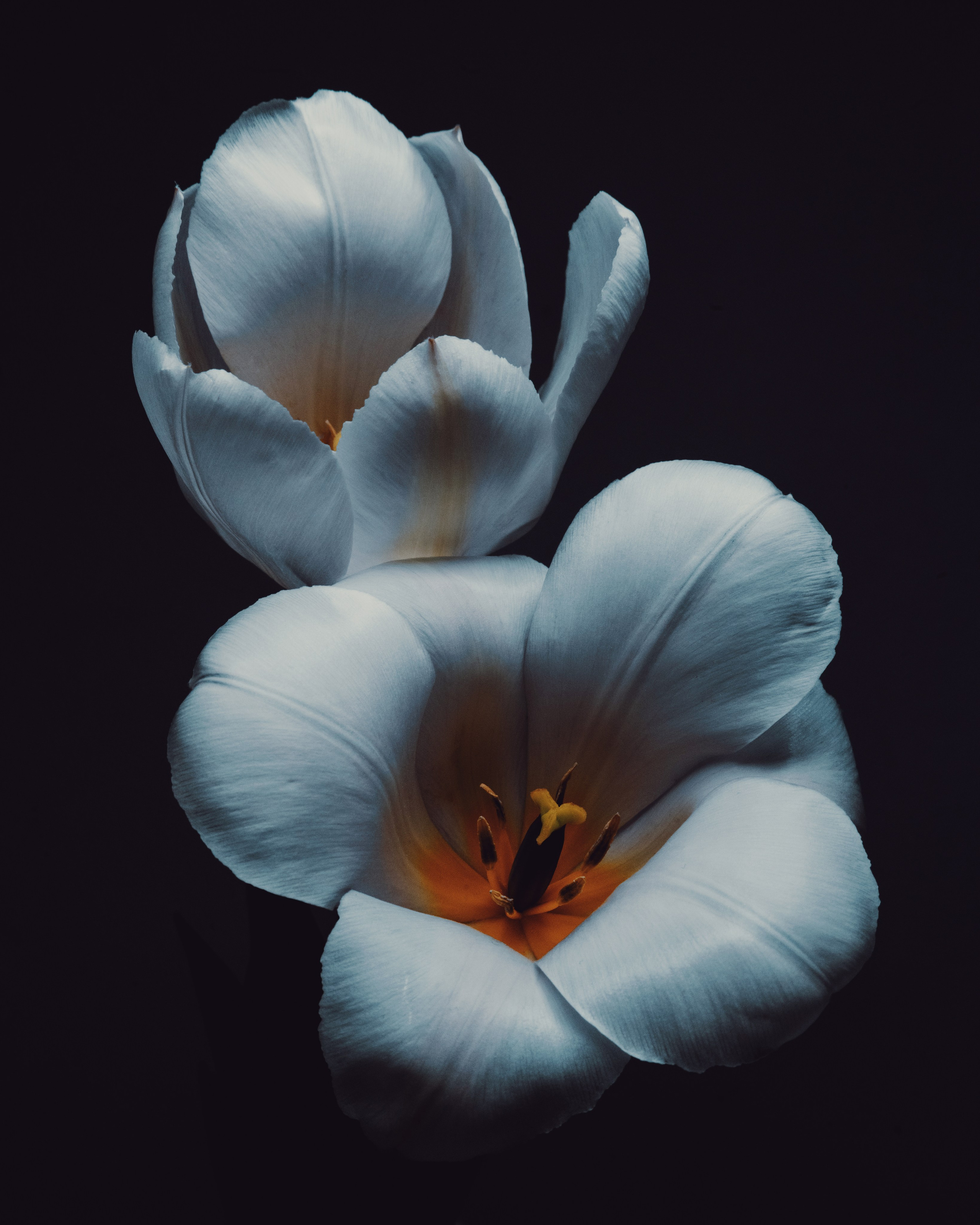 Фотографии цветов и растений. Zamira Sozieva ~ Портретный фотограф ~ Москва