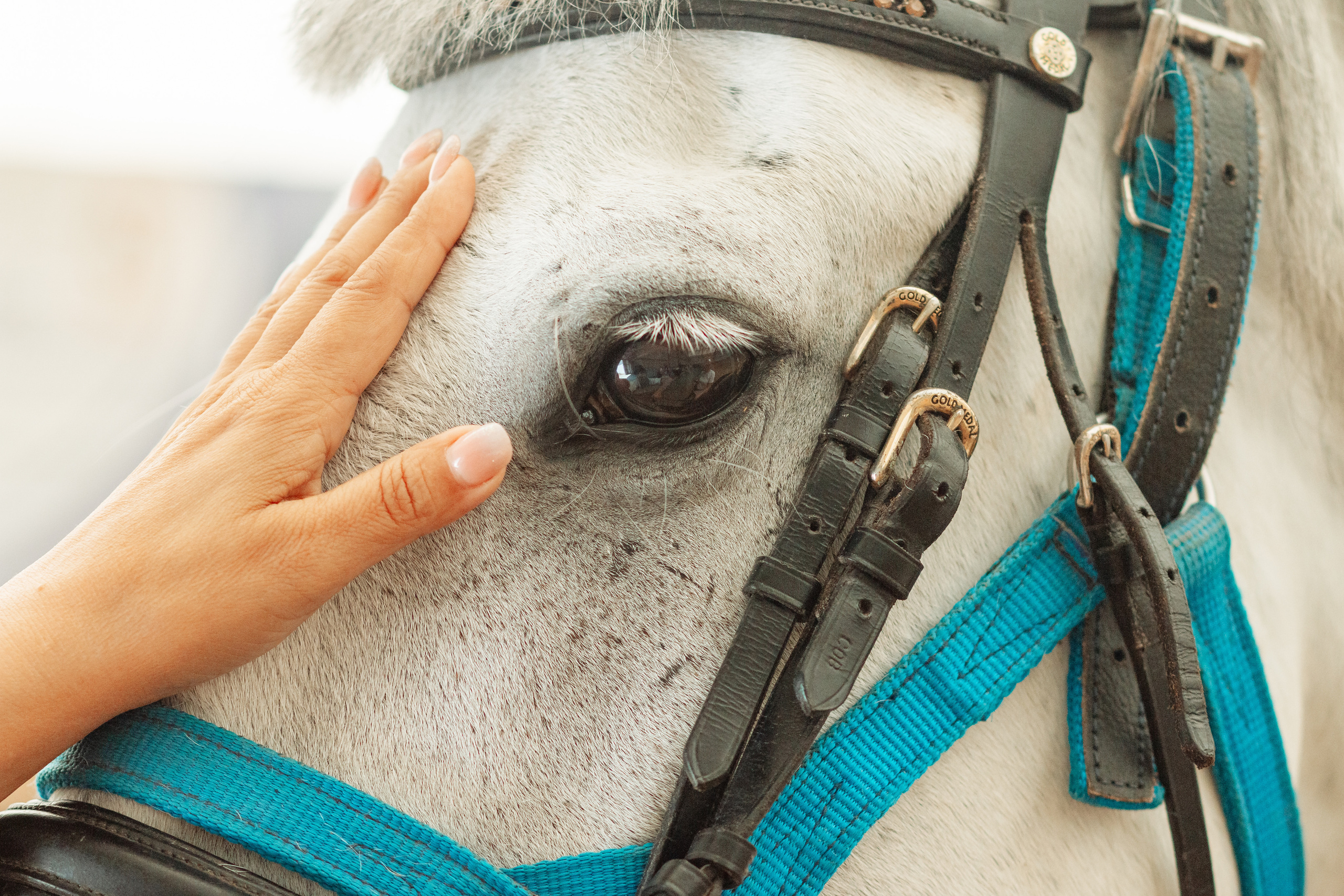 Чемпионат и Первенство по паралимпийскому и специальному конному спорту. Фотограф|видеограф Мария Плетнëва