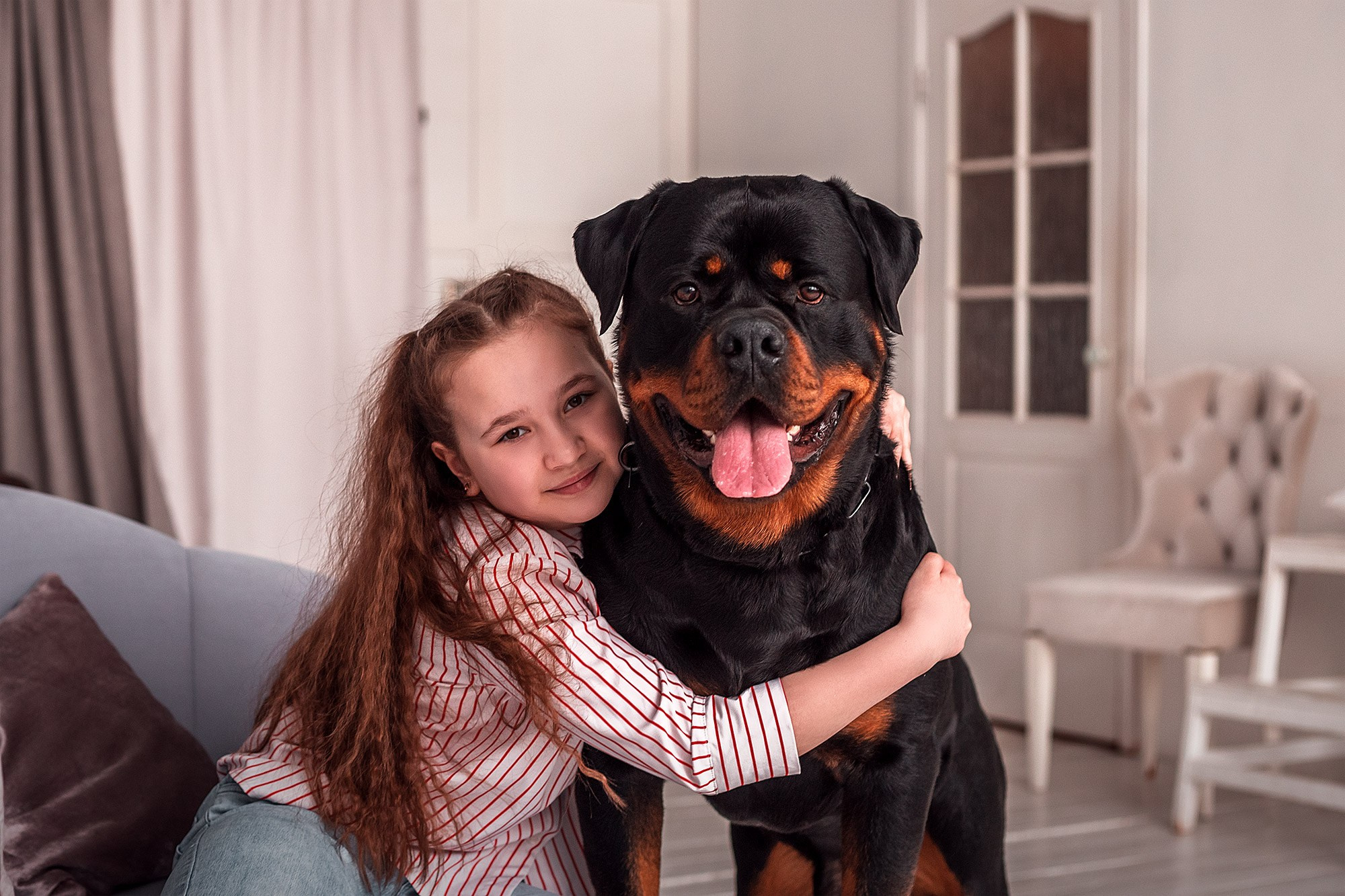 Ротвейлер. Студия. Фотограф анималист Кузнецова Анна Нижний Новгород