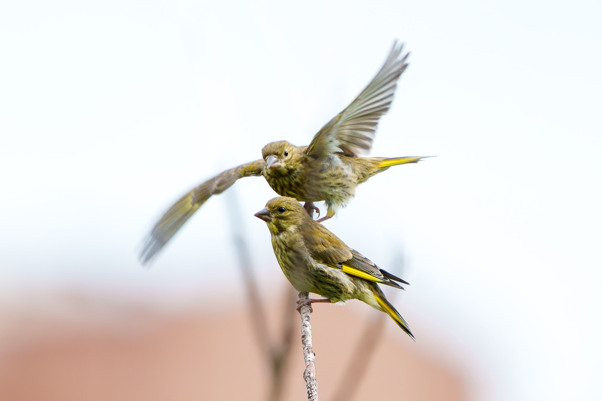 Удивительные мир птиц. Вокруг нас столько прекрасного — присмотритесь!. Ваш личный фотограф Марина Волкова