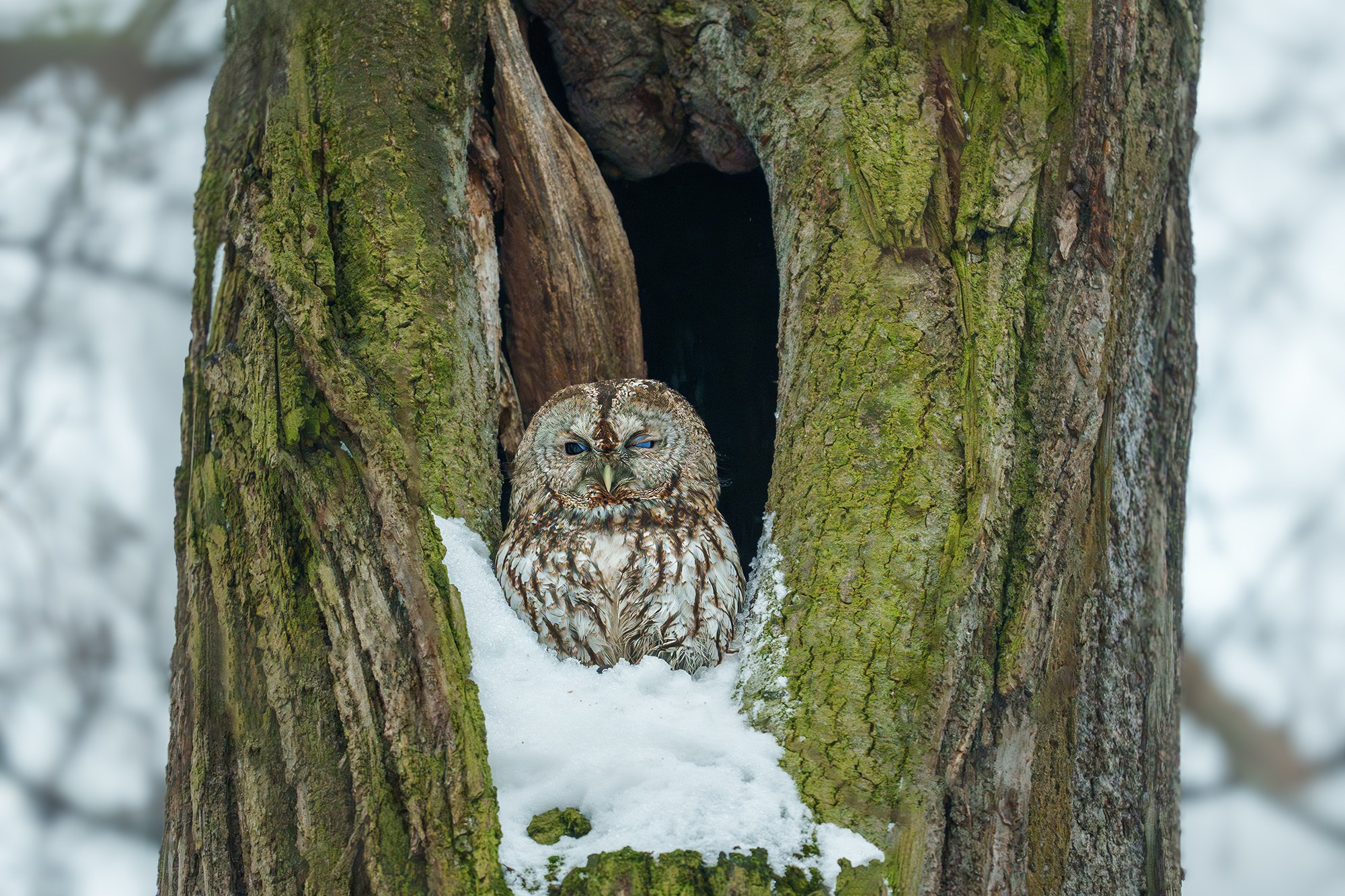 Удивительные мир птиц. Вокруг нас столько прекрасного — присмотритесь!. Ваш личный фотограф Марина Волкова