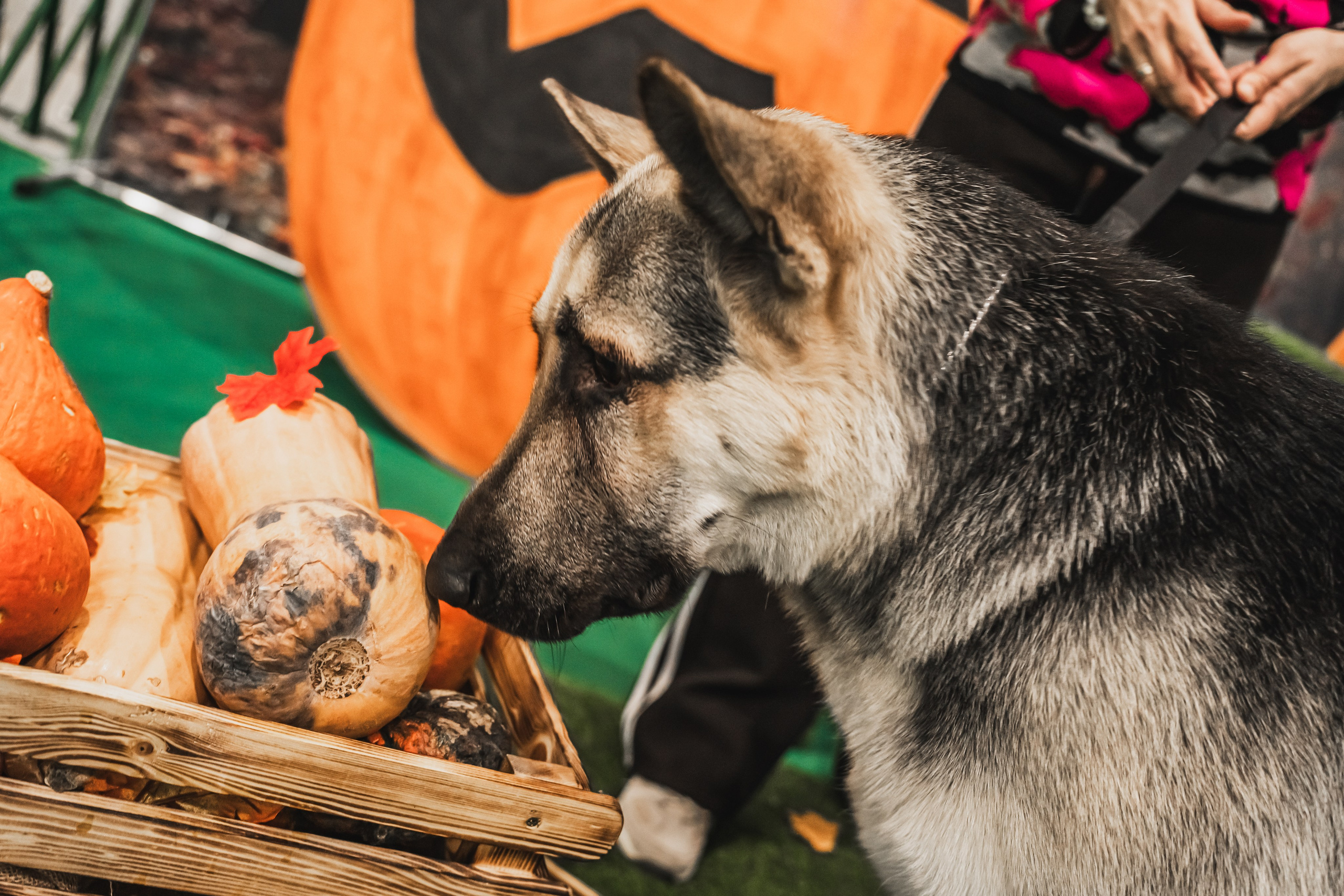 Международная выставка собак всех пород. Репортажный фотограф Анастасия Рубцова
