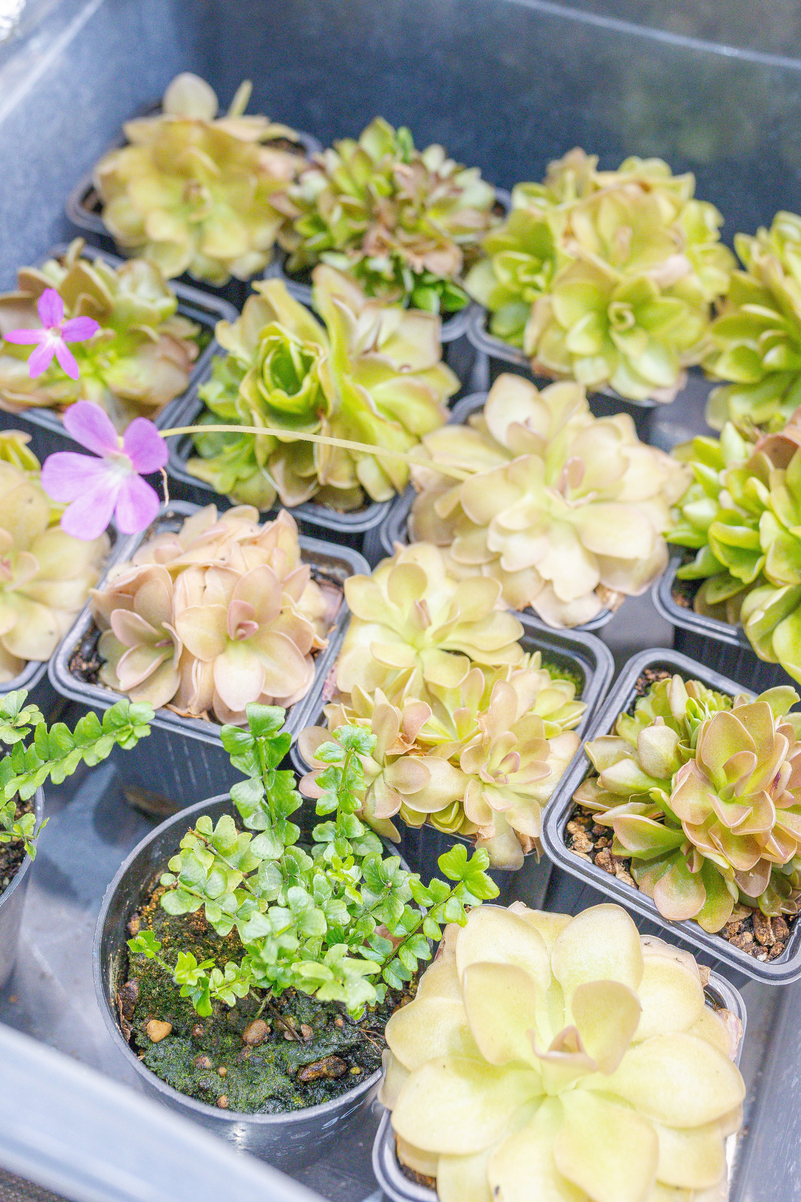 Монстериум апрель 2026. Александра Куликова фотограф, Москва