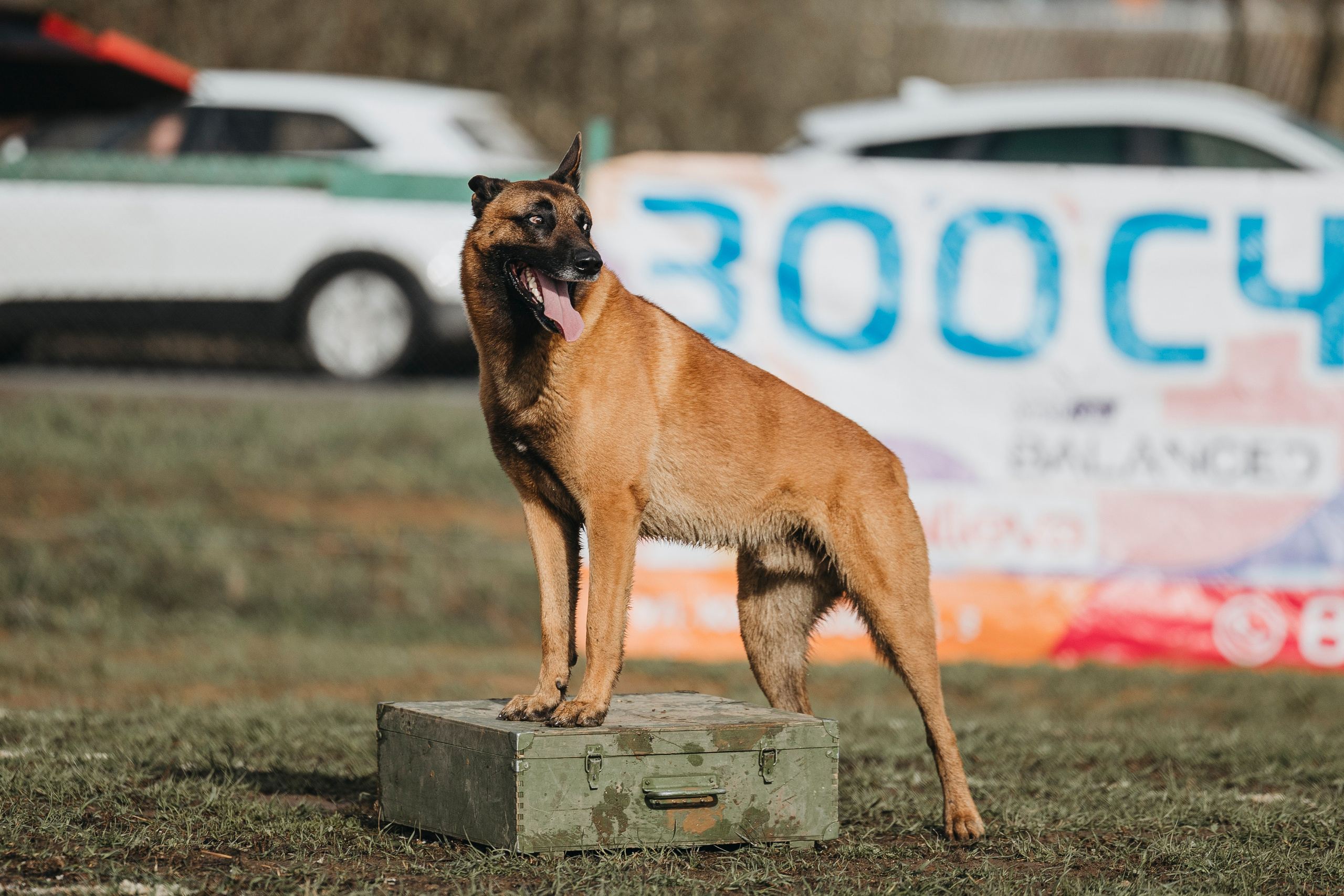 09.05.25 Вологда соревнования. Фотограф-анималист Анна Маринич