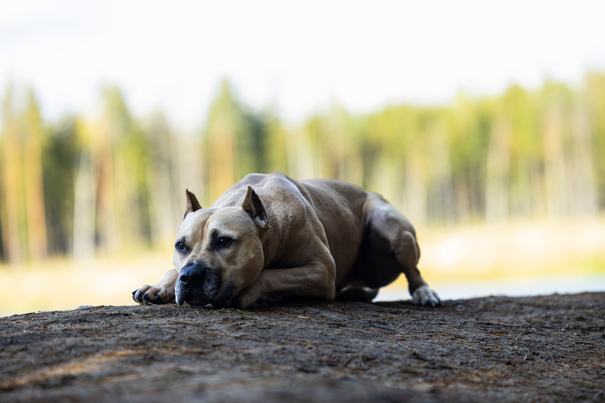 Фобос. Фотограф-анималист Анна Маринич