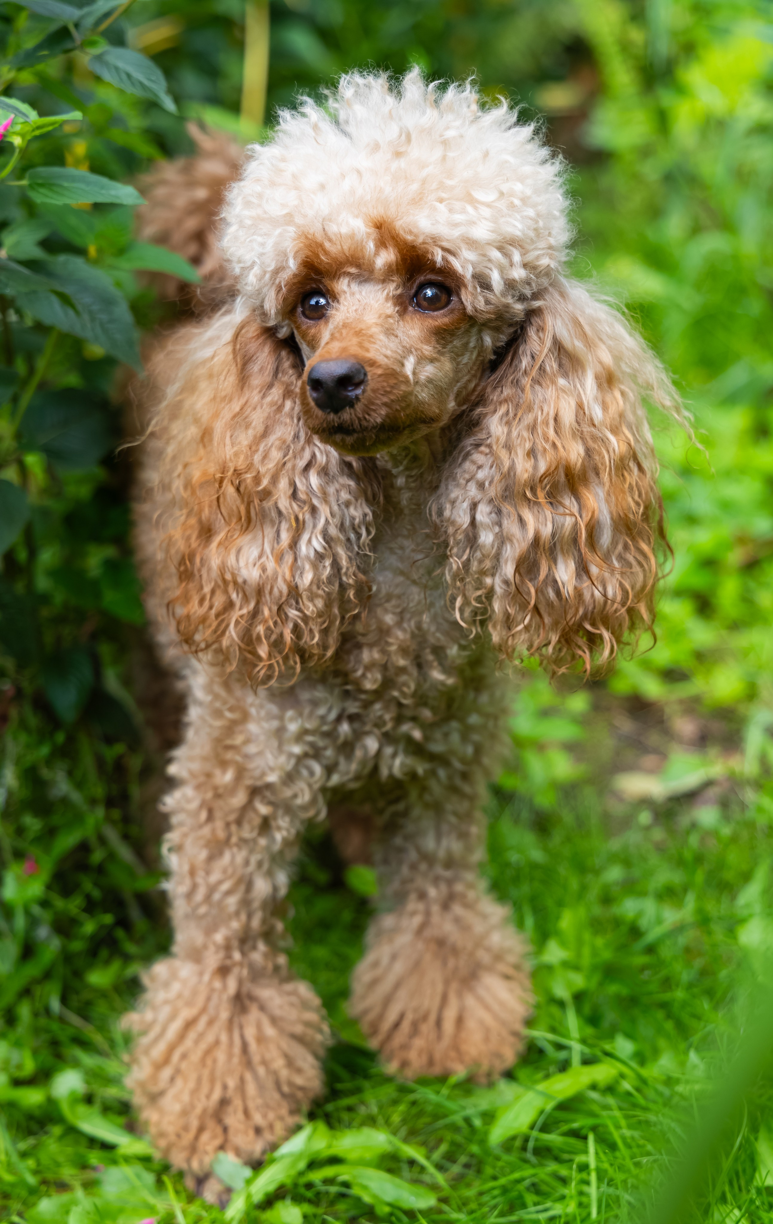 С животными. Фотограф-ретушёр