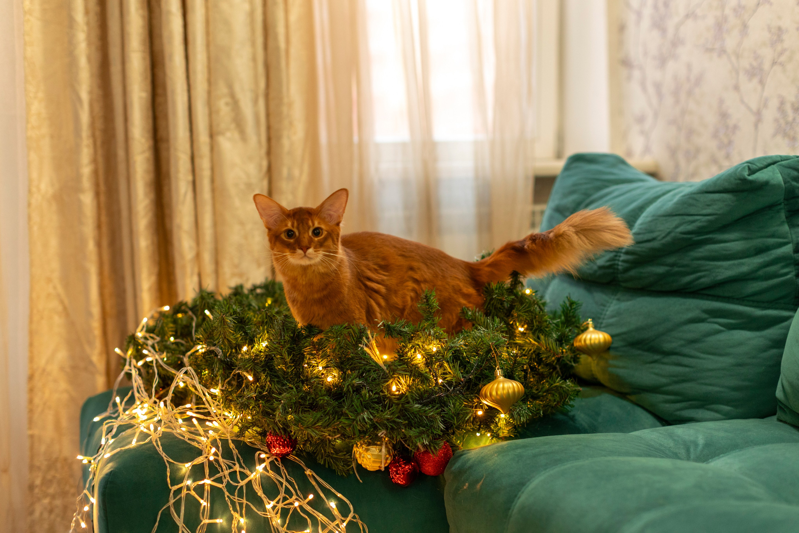 Сомали. Art my Pho