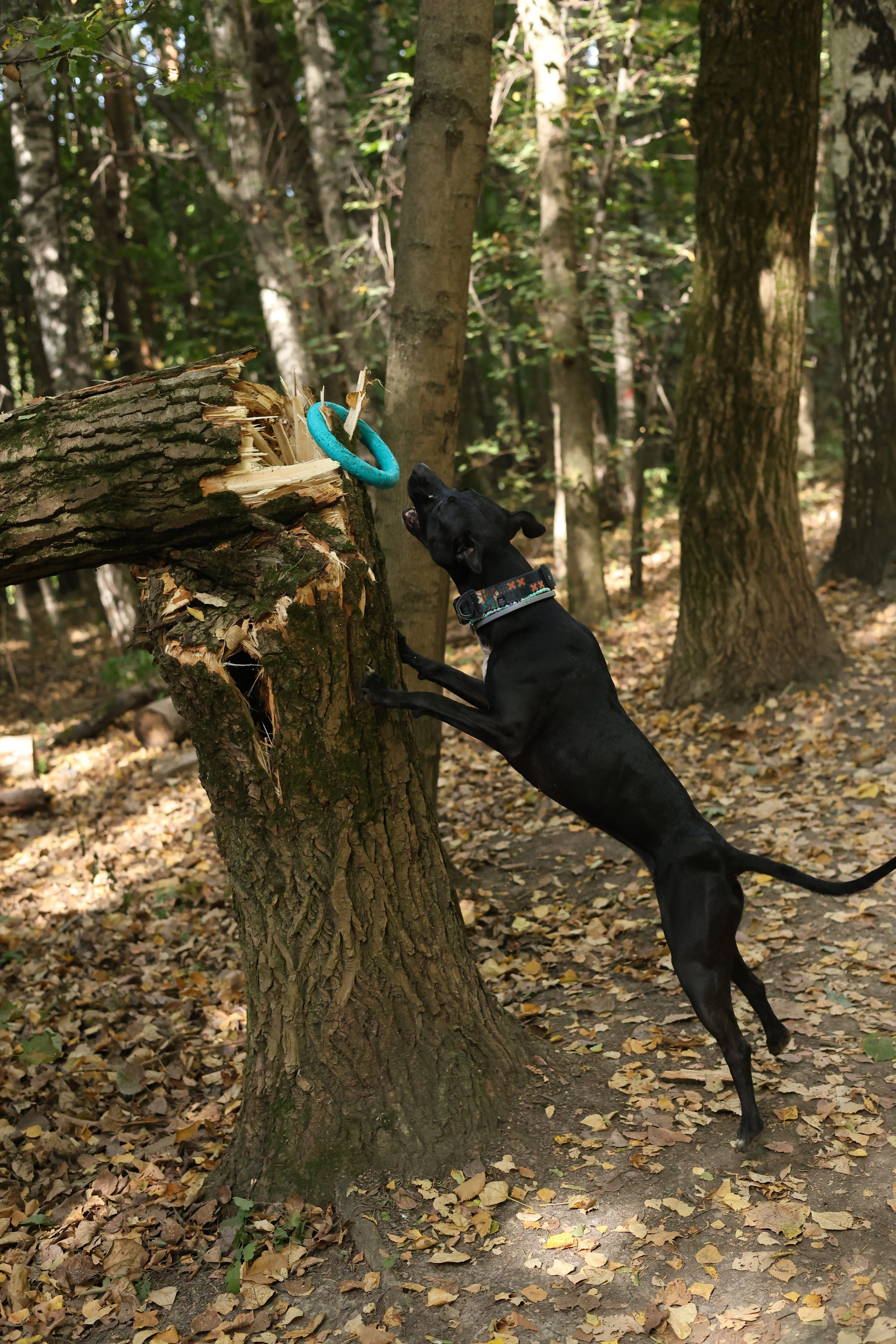 Алена и Бора. Виктория Михайловская. Фотограф-анималист. Москва