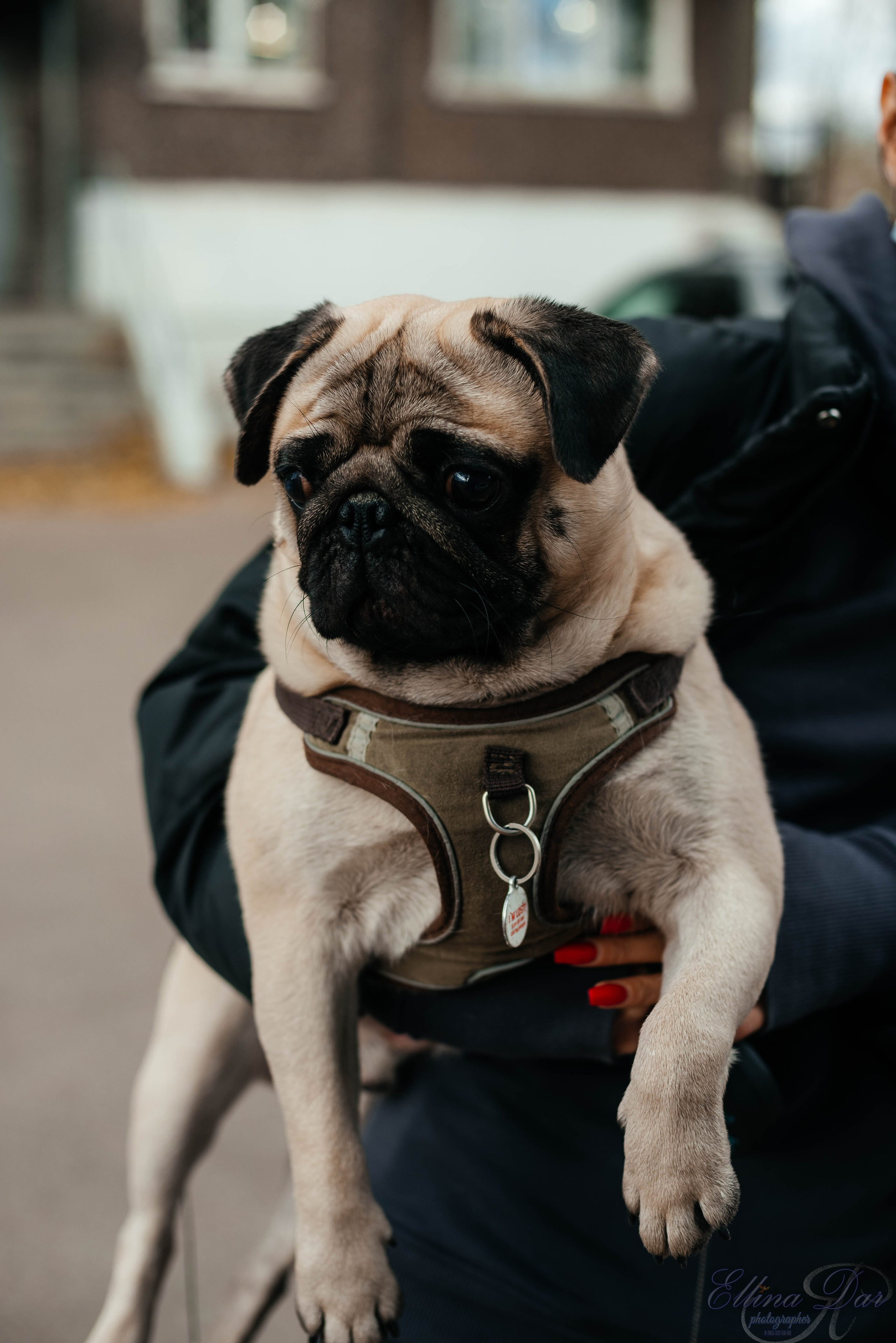 Аюмишка. Фотограф Эллина Дар г. Улан-Удэ
