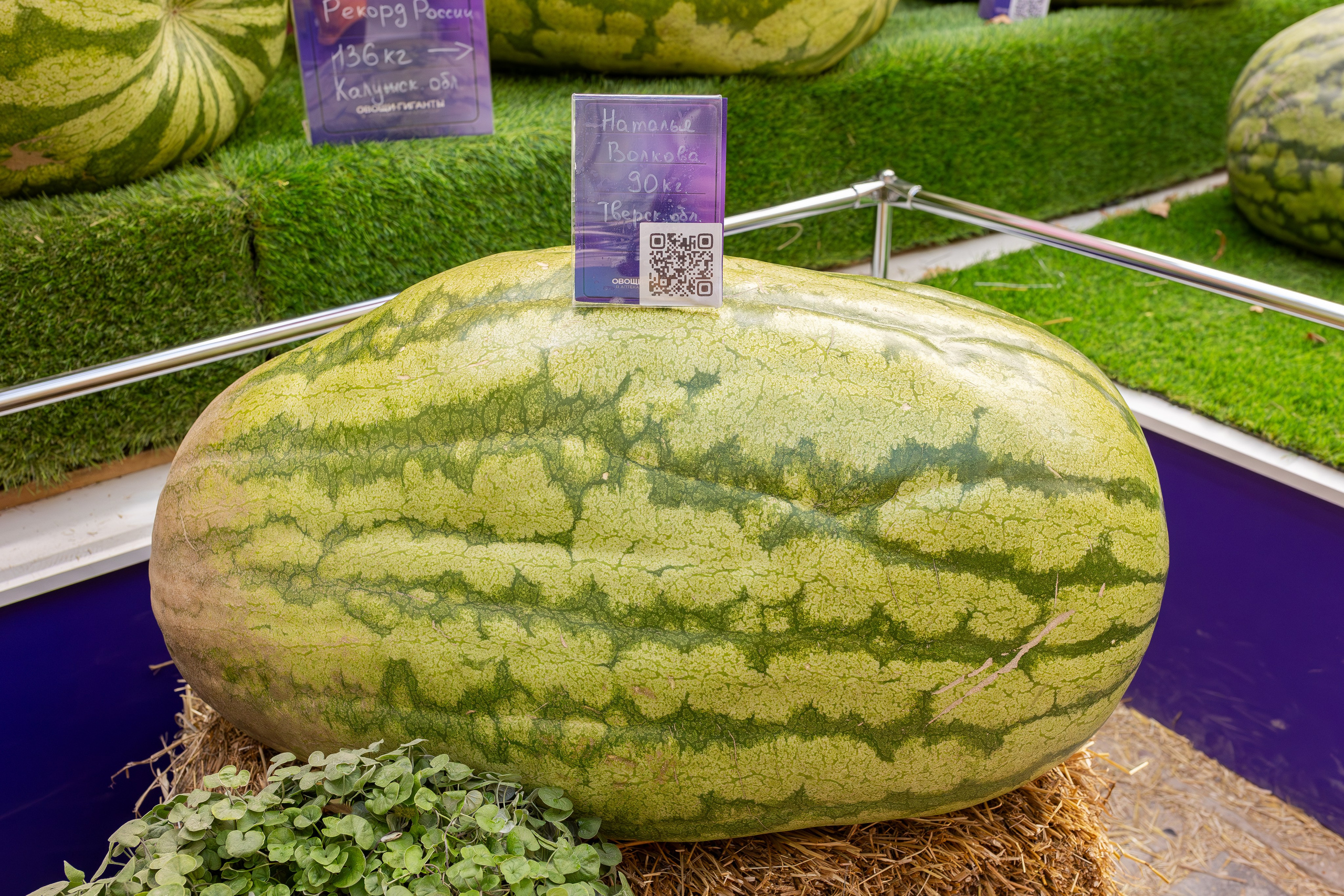 Овощи-гиганты. Александра Куликова фотограф, Москва