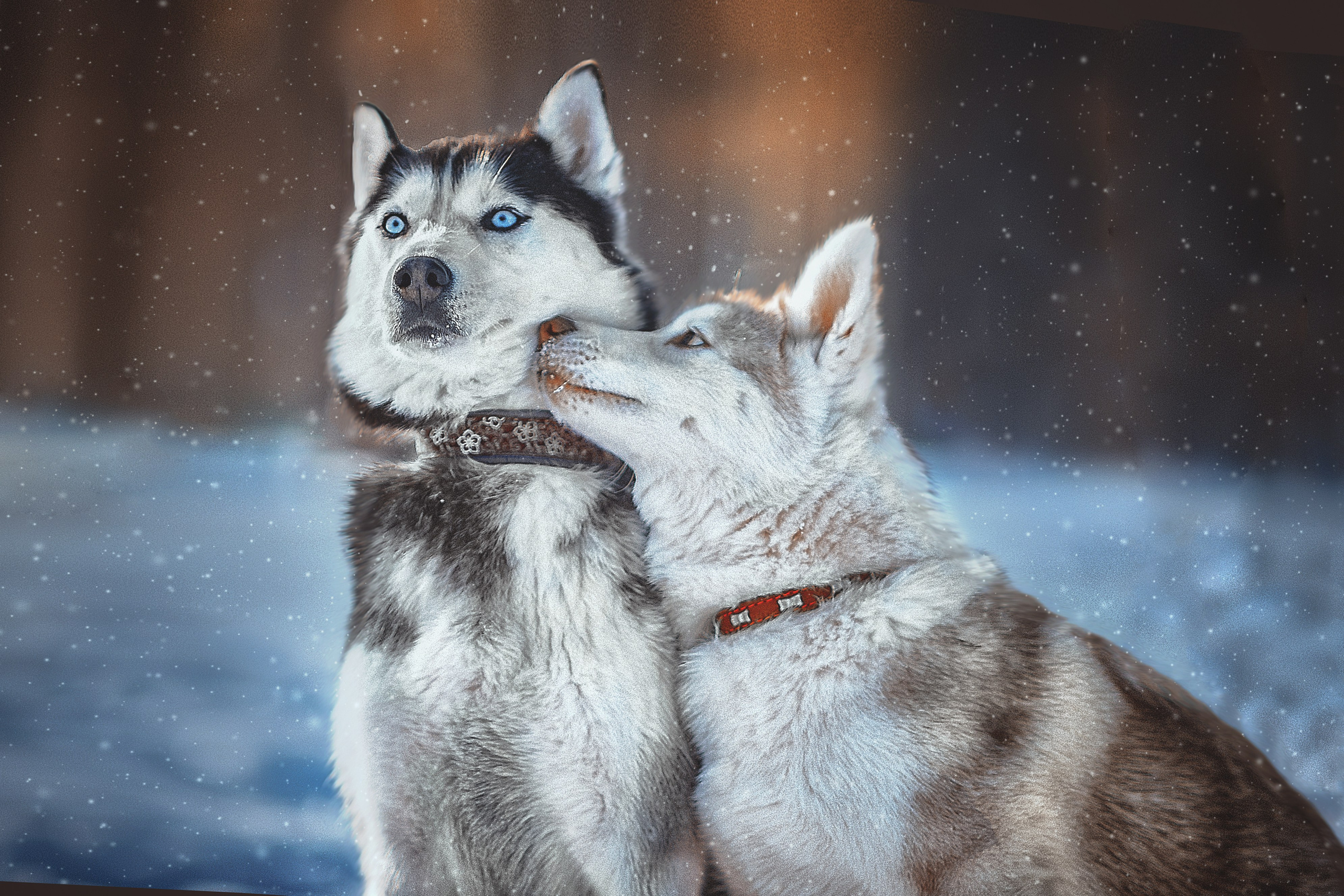Фотосессия животных в Ижевских, фотограф животных. Детский, семейный фотограф в Ижевске и Москве Аксинья Лысенкова ADEN