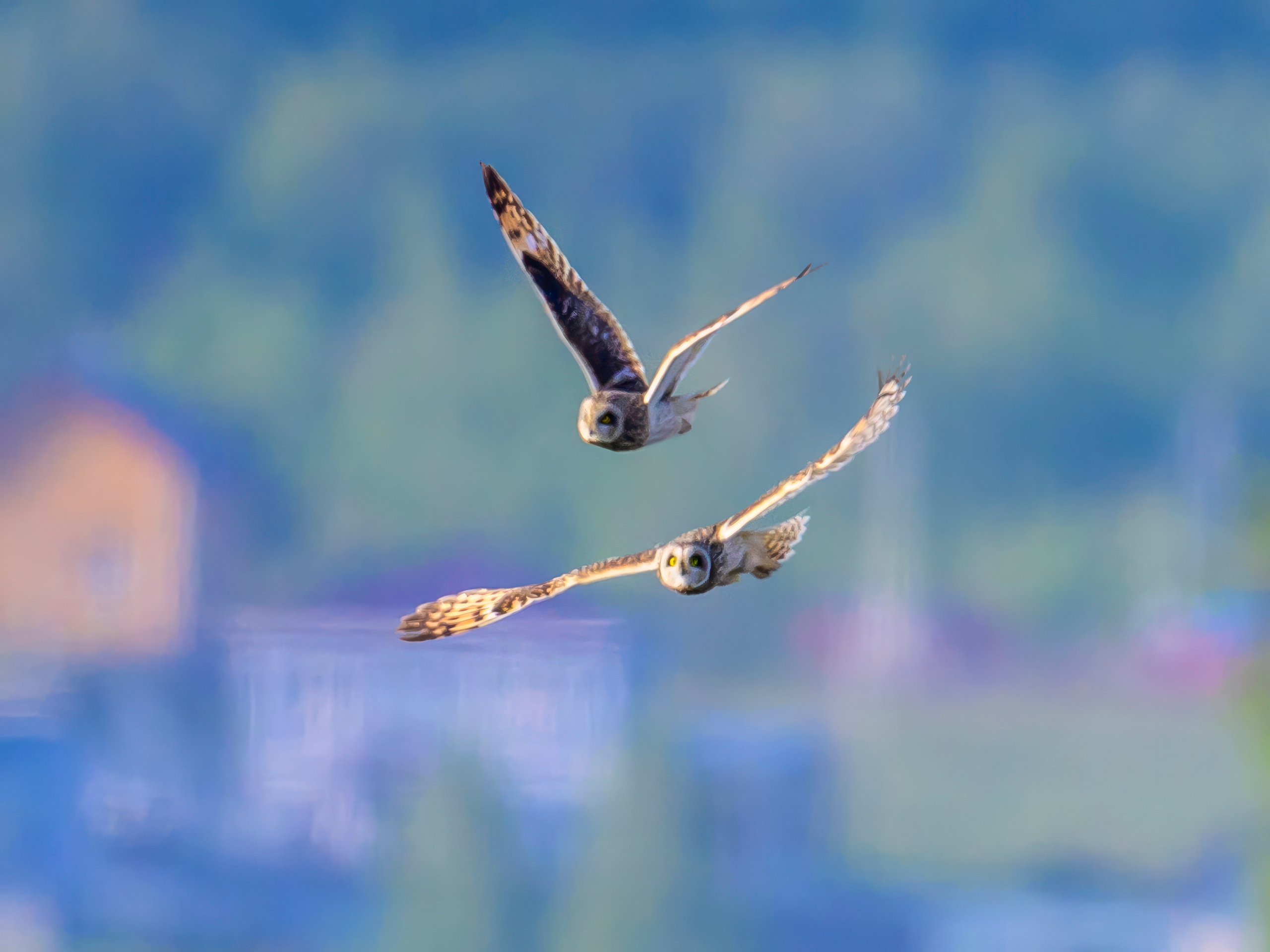 Совы и сороки. Wildlife photography by Sergey Puponin