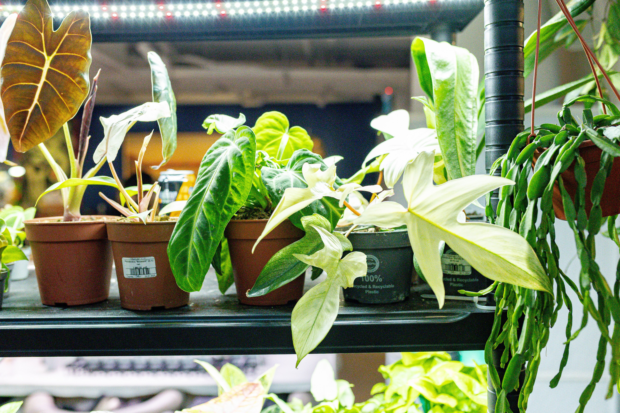 Growbox 1–2 марта. Александра Куликова фотограф, Москва