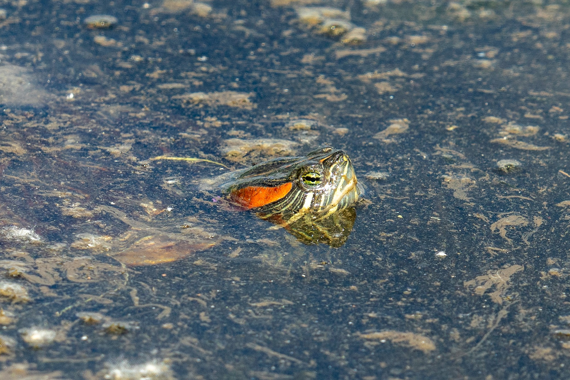 Животные. Ваш личный фотограф Марина Волкова