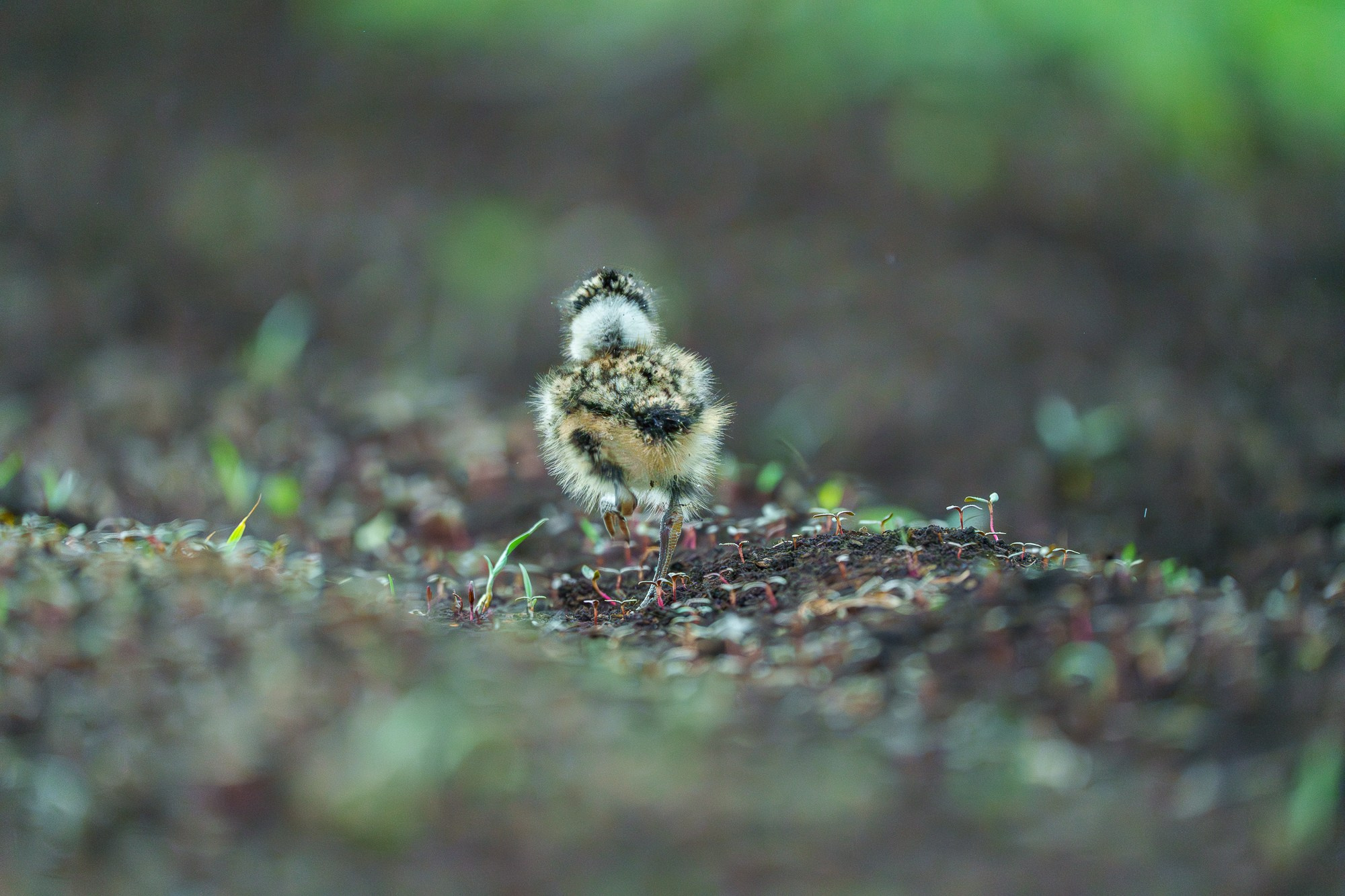 Удивительные мир птиц. Вокруг нас столько прекрасного — присмотритесь!. Ваш личный фотограф Марина Волкова