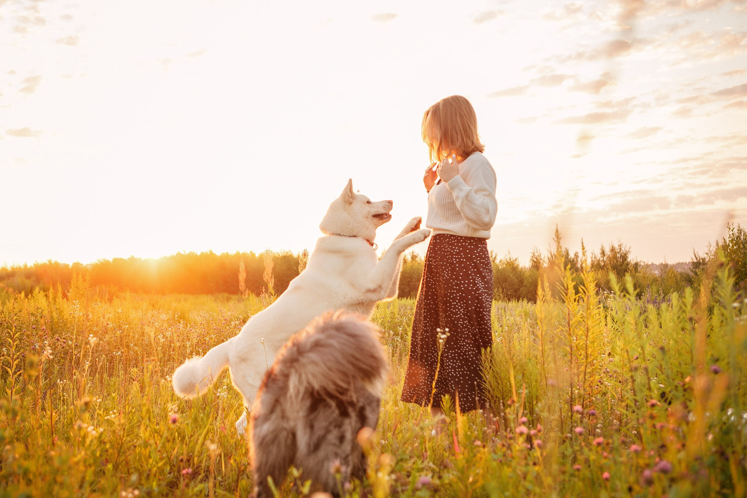 Таня и команда на рассвете. Фотограф анималист Кузнецова Анна Нижний Новгород