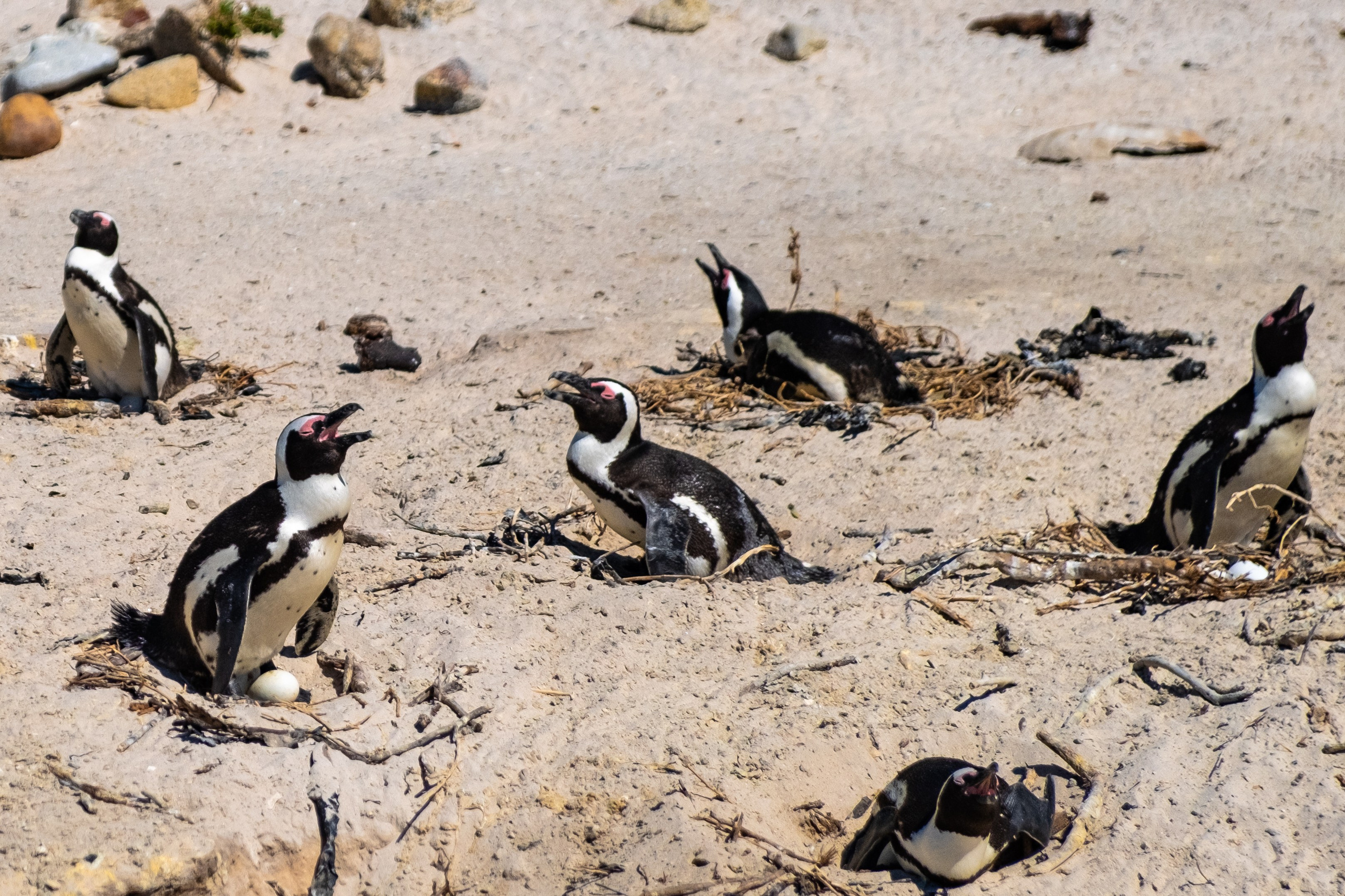 Пингвины и другие. Фотографии из путешествий
