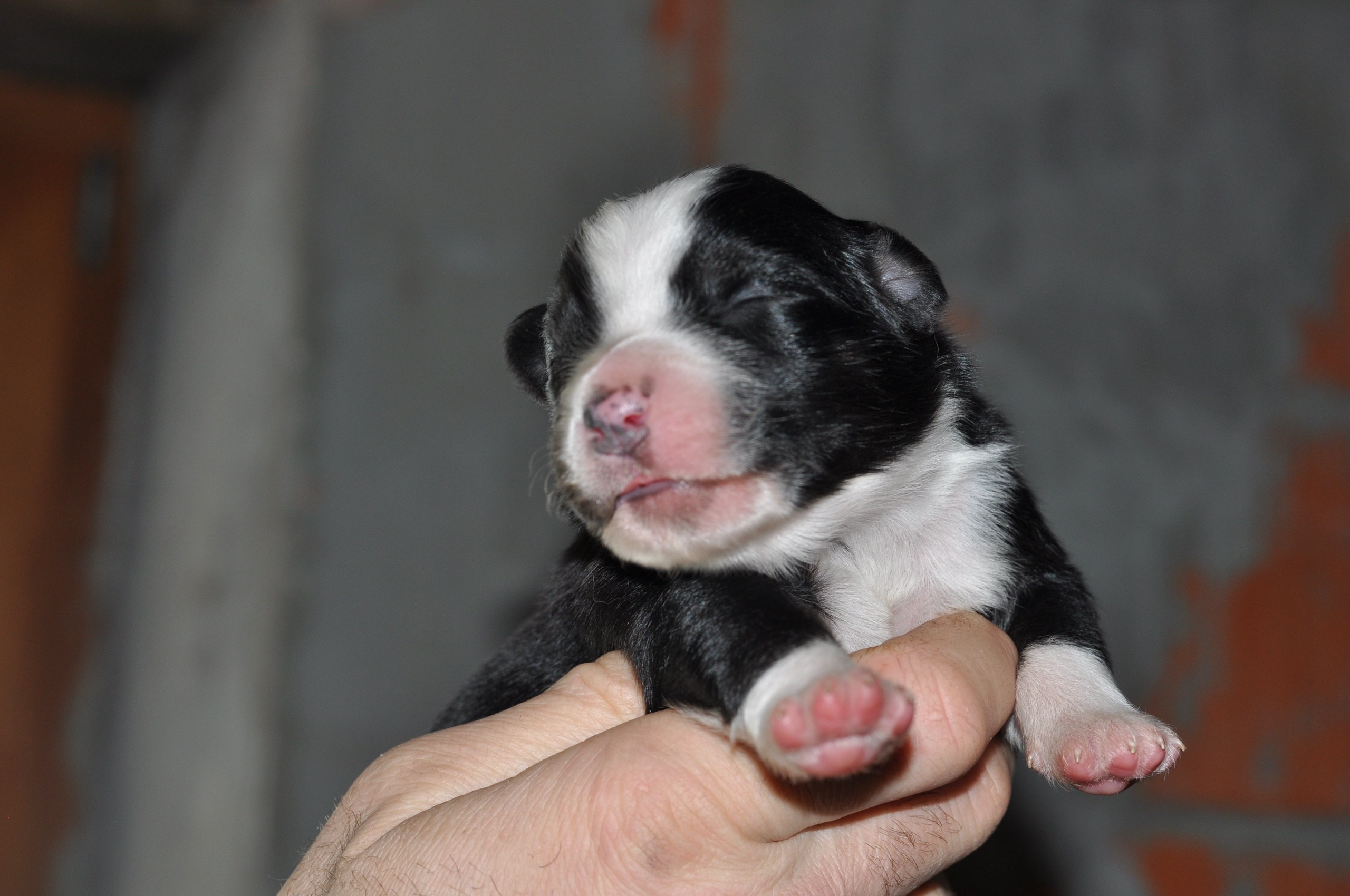 Хава. BLGKV питомник собак