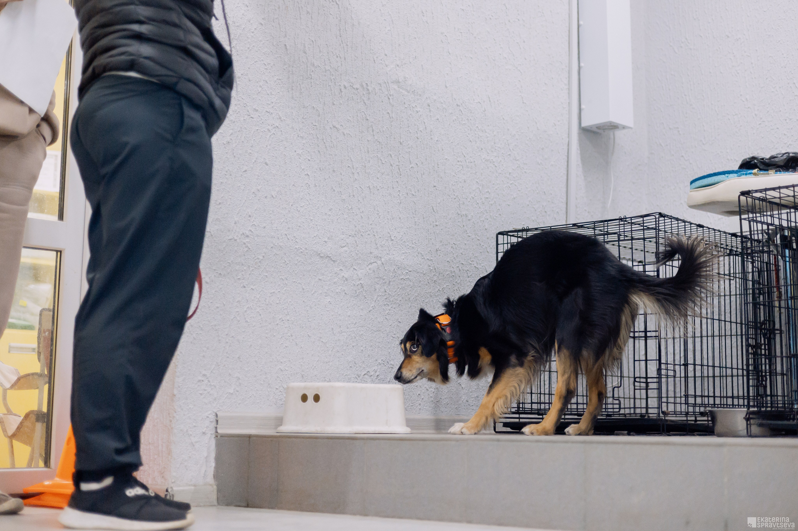 Праздник NoseWork. Фотограф Анималист Екатерина Справцева в Нижнем Новгороде