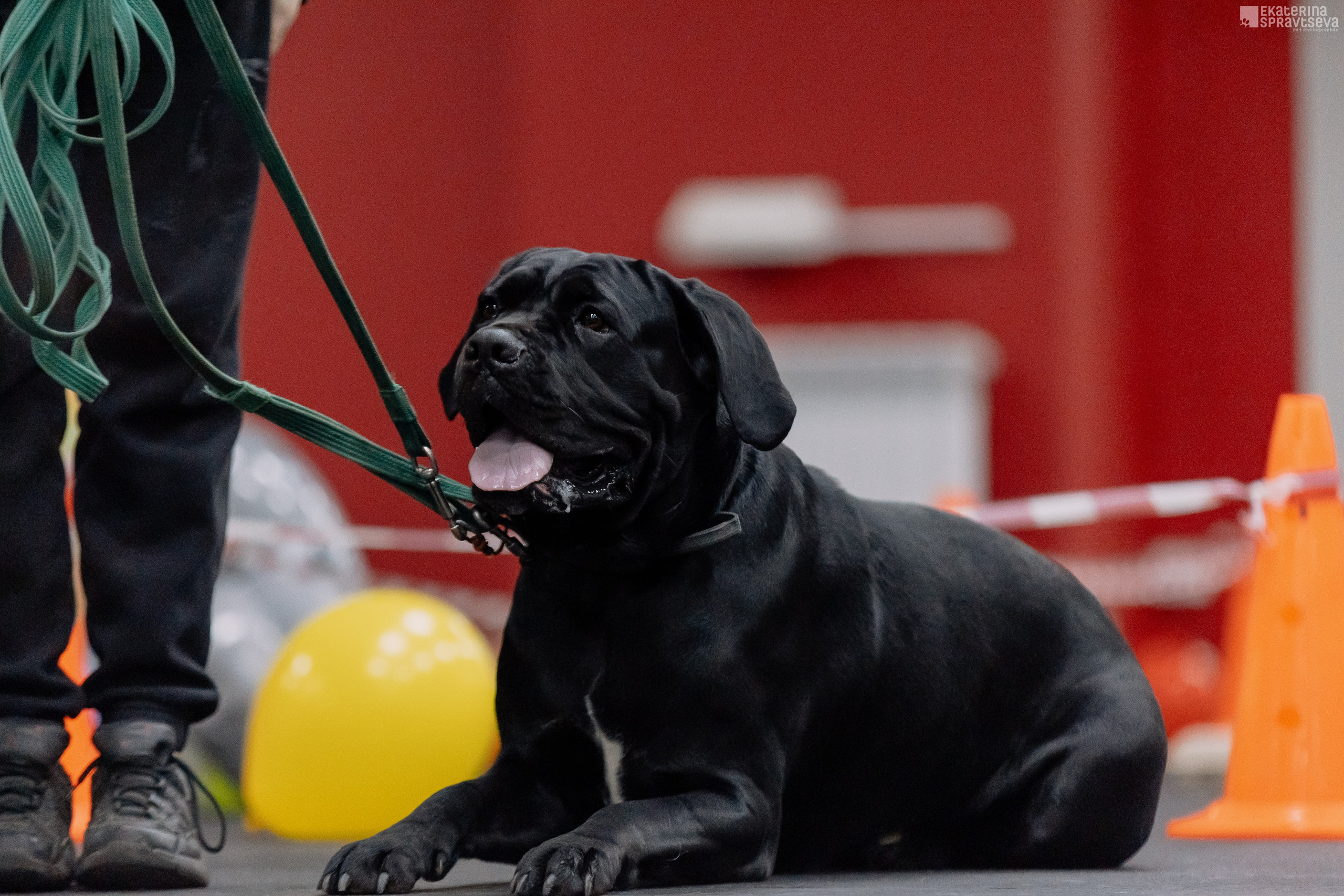 Праздник NoseWork. Фотограф Анималист Екатерина Справцева в Нижнем Новгороде