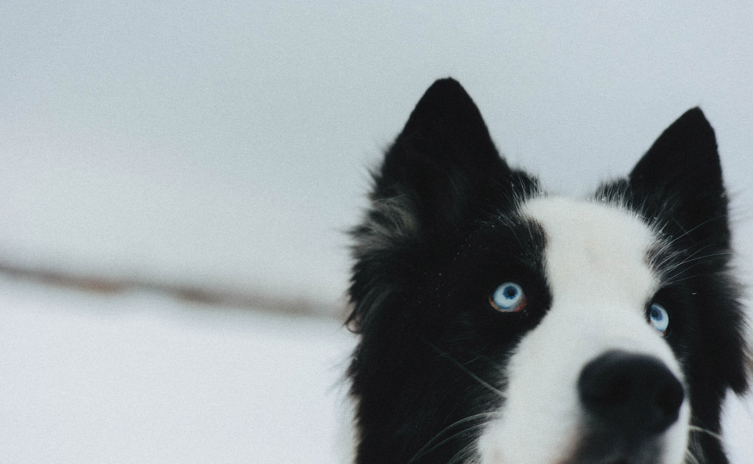 Анна и Тео. Фотограф-анималист Богданова Полина