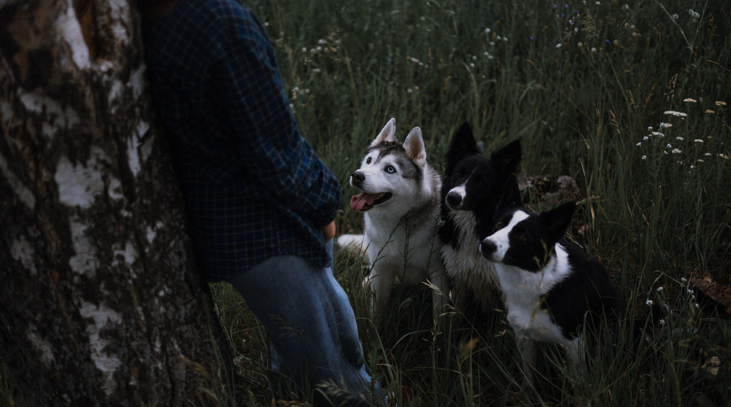 Аделя, Вандер, Шайна и Бая. Фотограф-анималист Богданова Полина