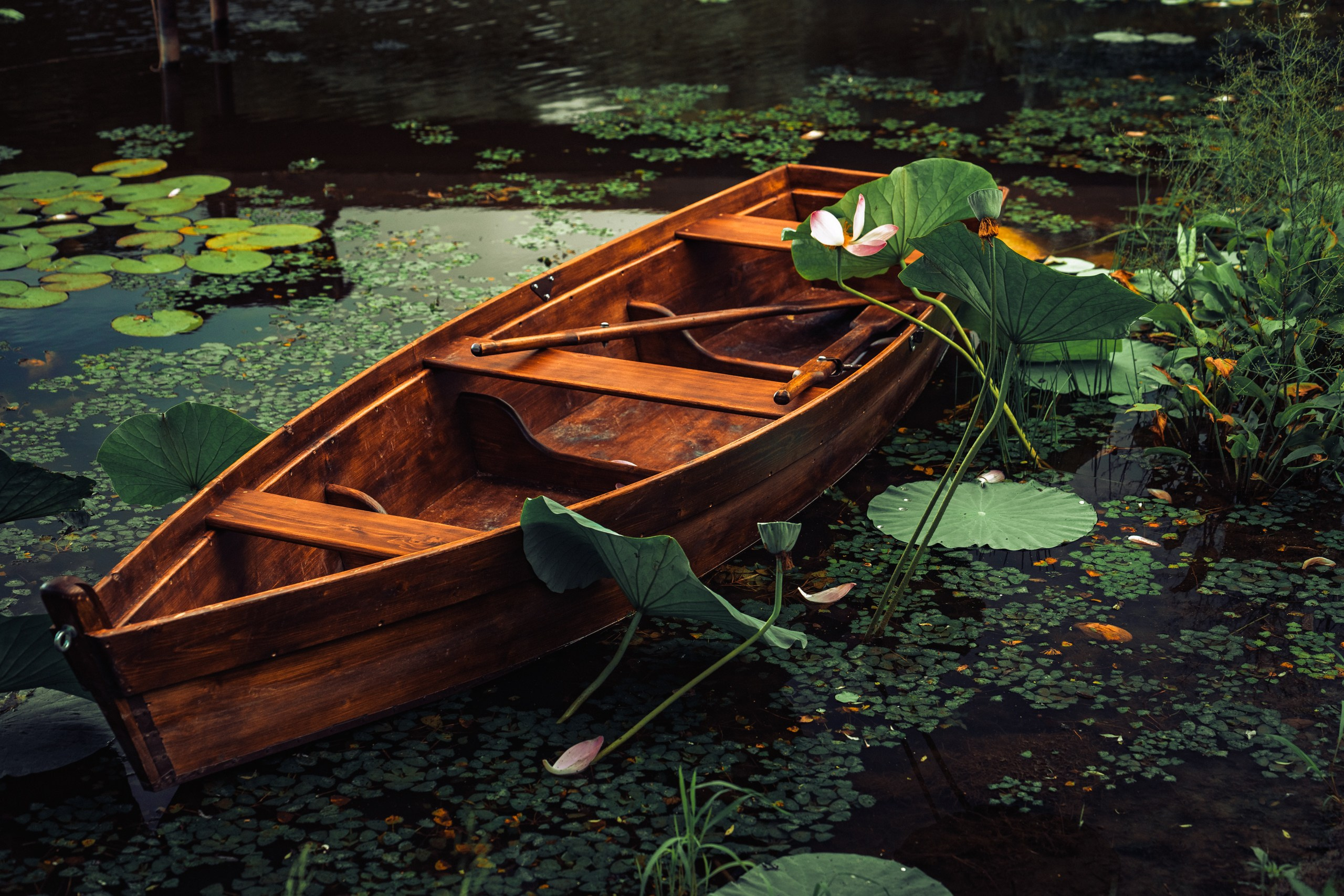 Проект Пруд лотосов. Ivan Zaitsev (IZIART) — 通过照片和视频创建文化代码
