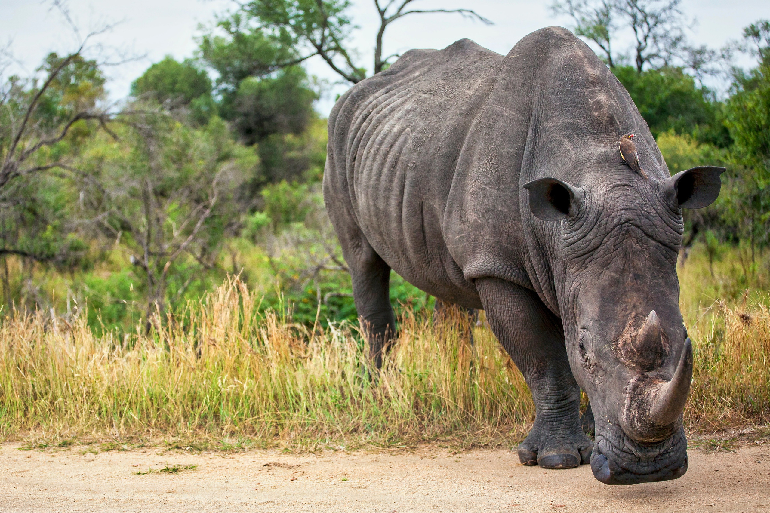 Сафари (ЮАР). Фотограф Владимир Остапенко