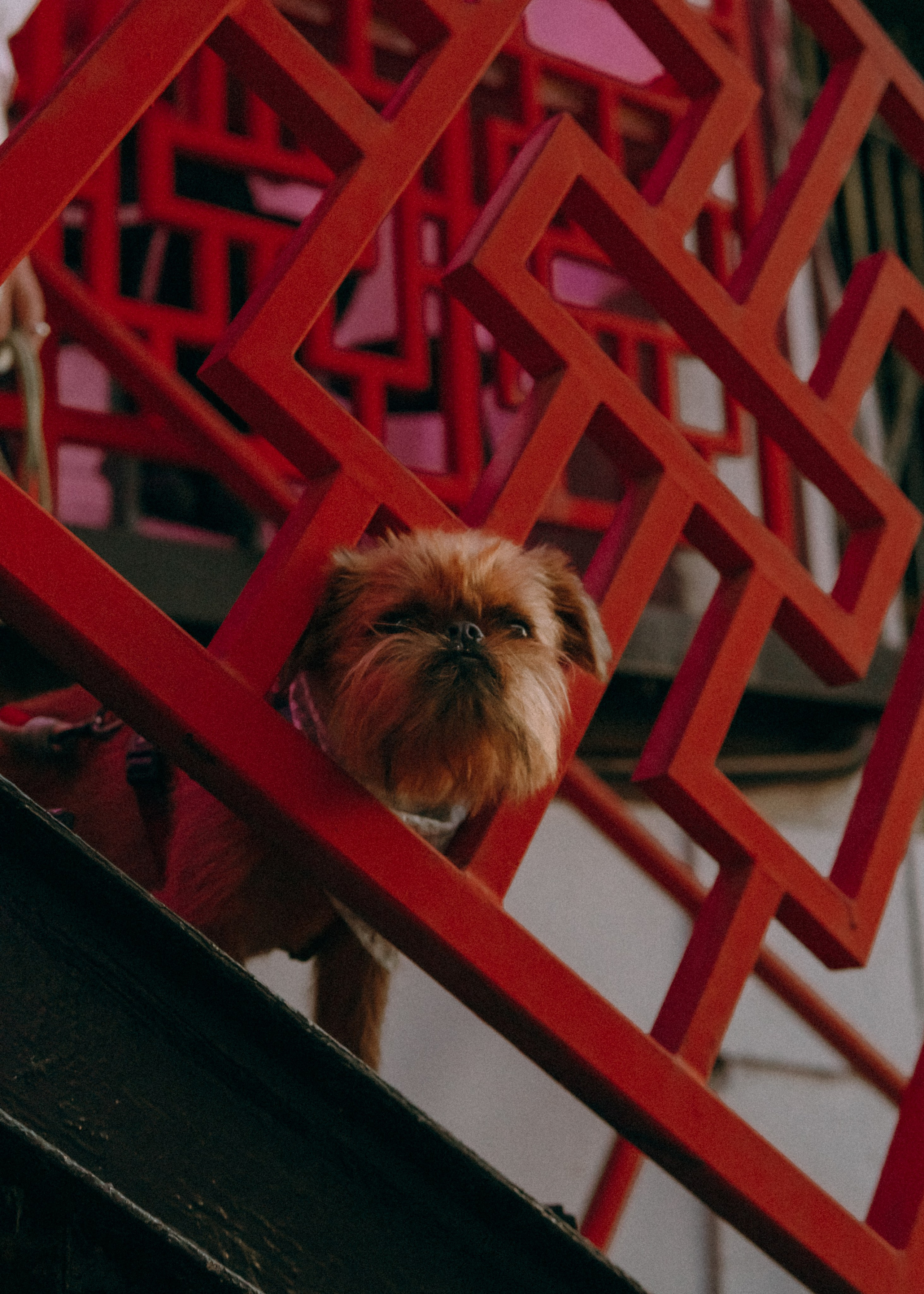 Лена и Альфи. Фотограф-анималист Ксения Воробьева, Москва