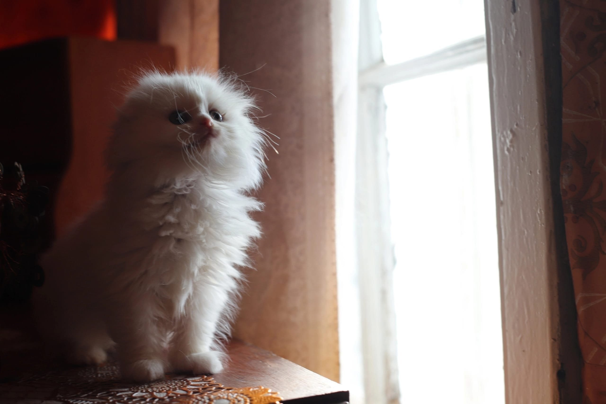 Кошачьи фотосессии. Художественный фотограф в Санкт-Петербурге Елизавета Чева