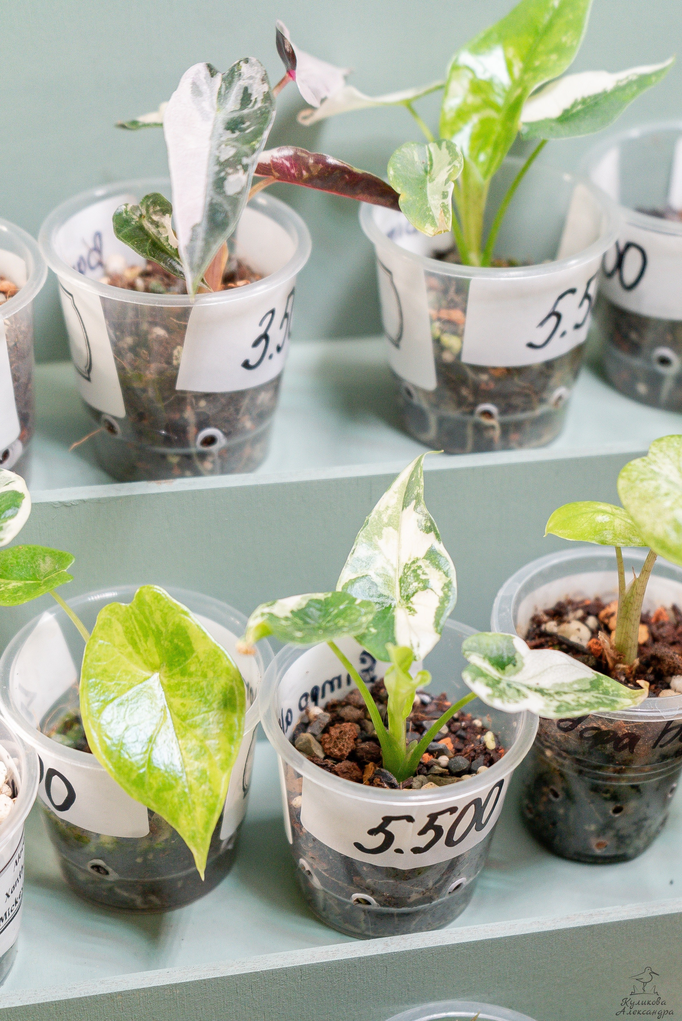 Гроубокс Артплей апрель. Александра Куликова фотограф, Москва